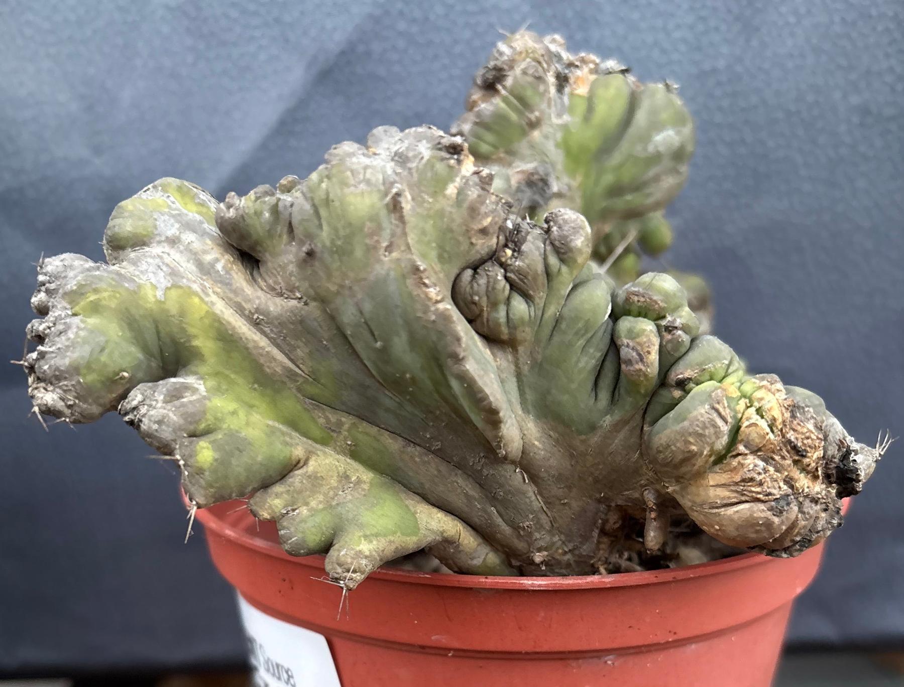 #EC190 EXACT Trichocereus Bridgesii Monstrose Crest TBMC Ornamental Cactus-Cactus - Large - Exact-The Succulent Source