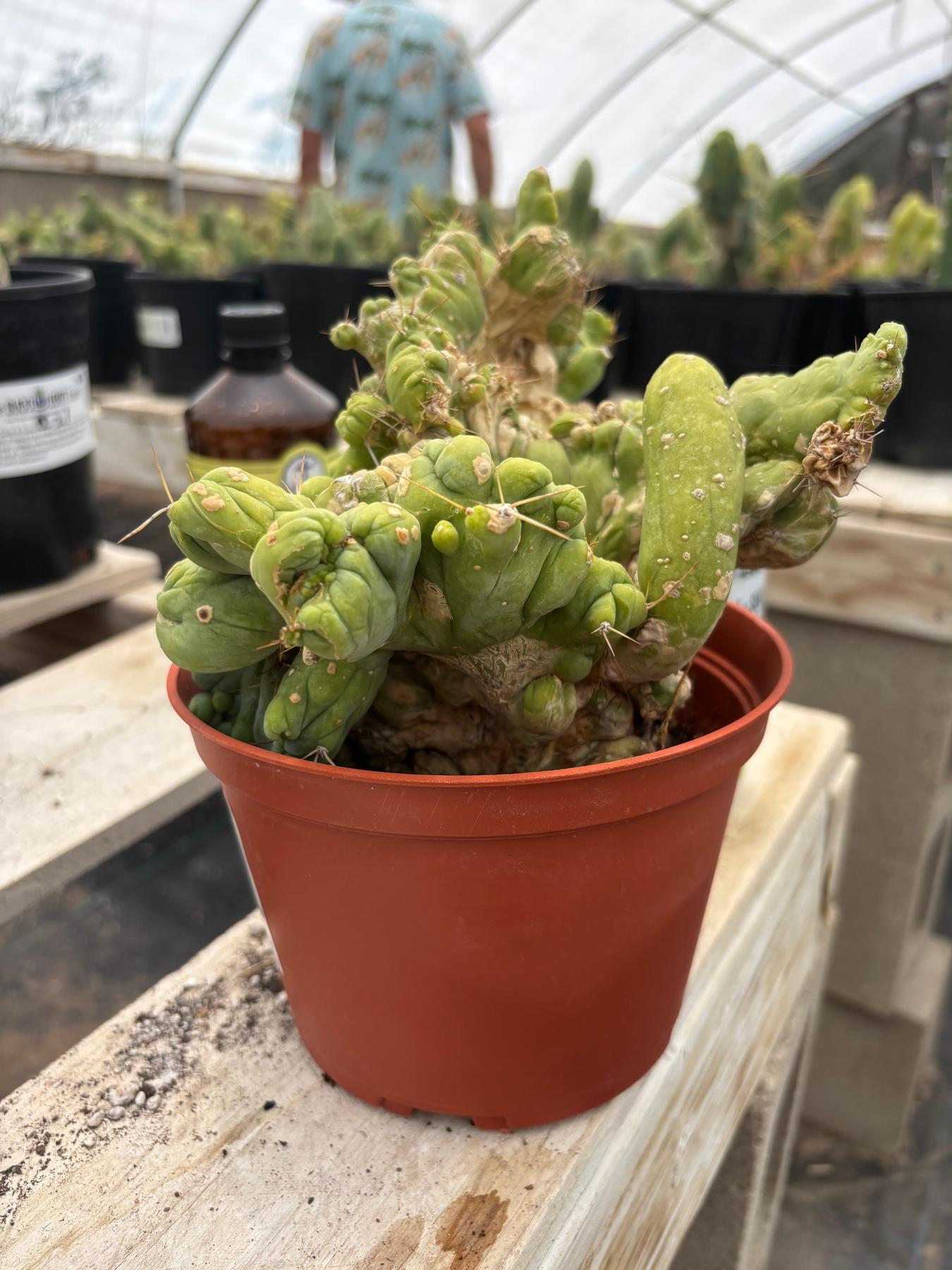 #EC190 EXACT Trichocereus Bridgesii Monstrose Crest TBMC Ornamental Cactus-Cactus - Large - Exact-The Succulent Source