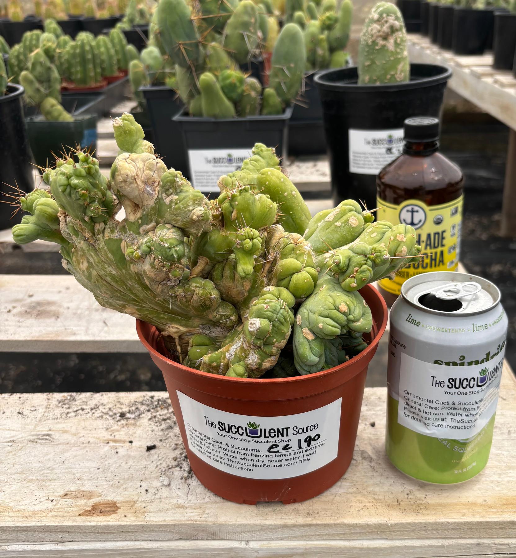 #EC190 EXACT Trichocereus Bridgesii Monstrose Crest TBMC Ornamental Cactus-Cactus - Large - Exact-The Succulent Source
