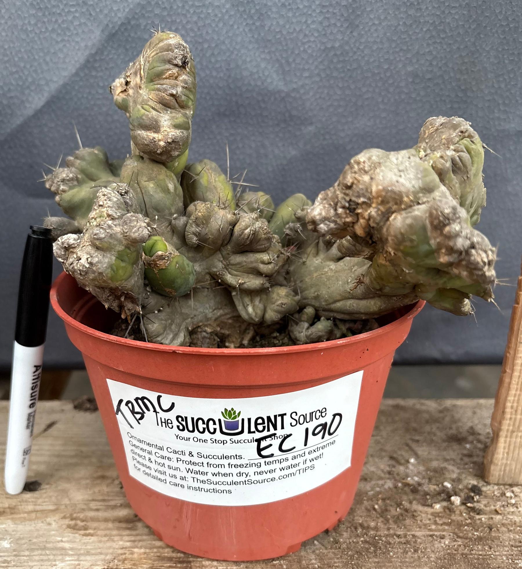 #EC190 EXACT Trichocereus Bridgesii Monstrose Crest TBMC Ornamental Cactus-Cactus - Large - Exact-The Succulent Source