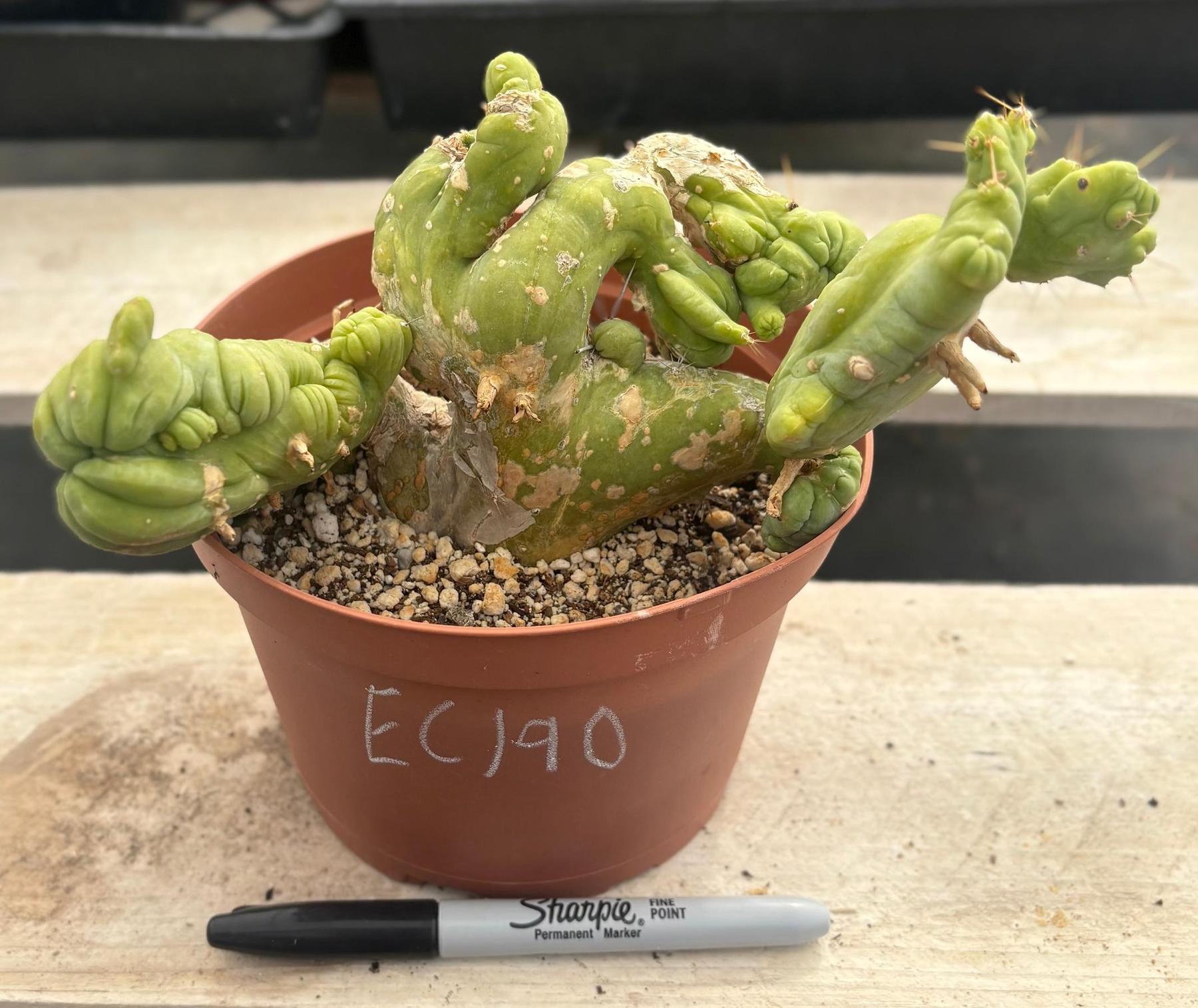 #EC190 EXACT Trichocereus Bridgesii Monstrose Crest TBMC Ornamental Cactus-Cactus - Large - Exact-The Succulent Source