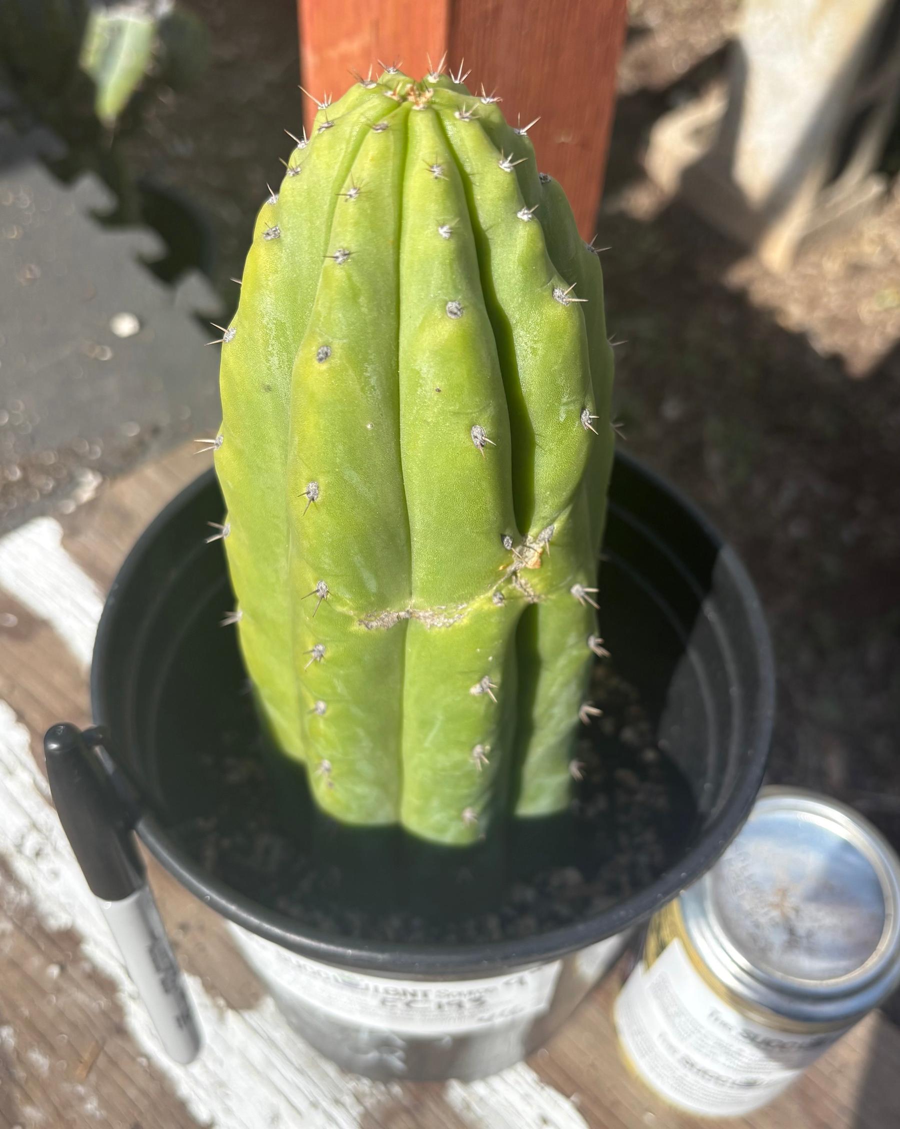 #EC193 EXACT Trichocereus Pachanoi Cactus 9”-Cactus - Large - Exact-The Succulent Source