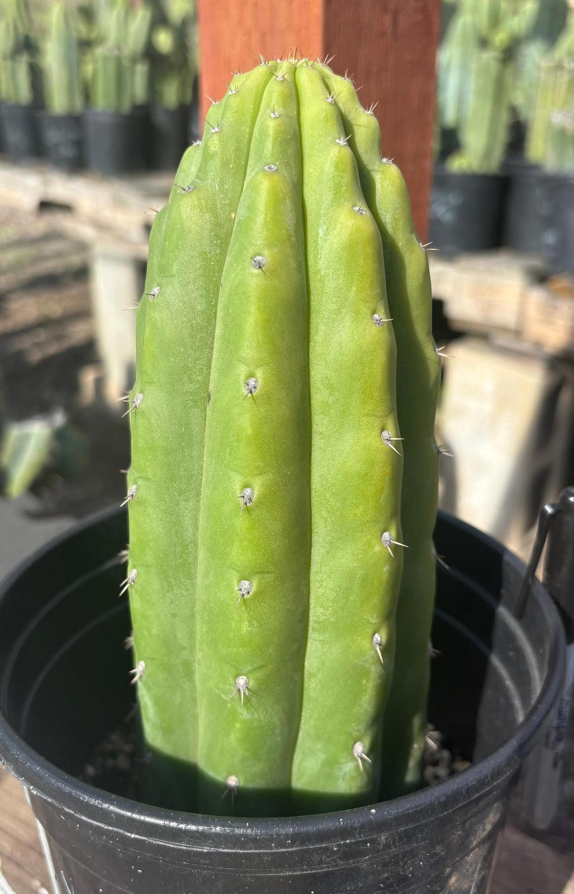 #EC193 EXACT Trichocereus Pachanoi Cactus 9”-Cactus - Large - Exact-The Succulent Source