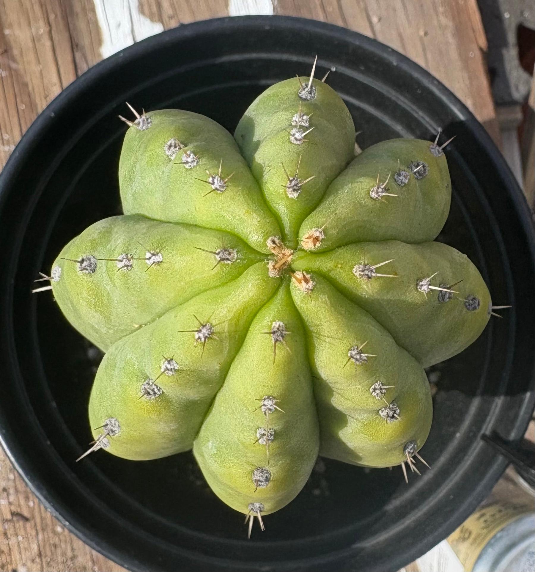 #EC193 EXACT Trichocereus Pachanoi Cactus 9”-Cactus - Large - Exact-The Succulent Source