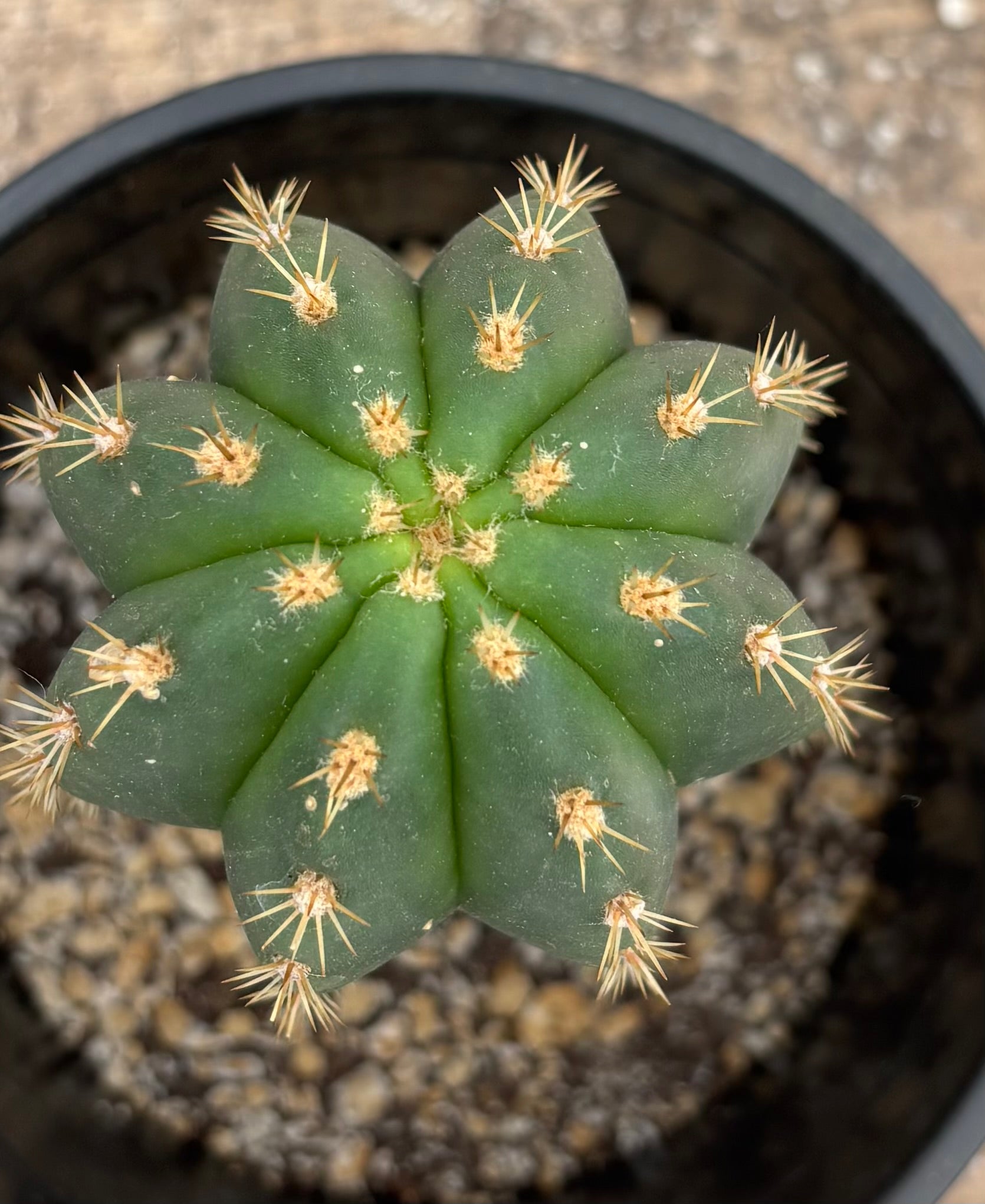 #EC193 EXACT Trichocereus Scopulicola Kirsty X Dawsons Pascana Cactus 8”-Cactus - Large - Exact-The Succulent Source
