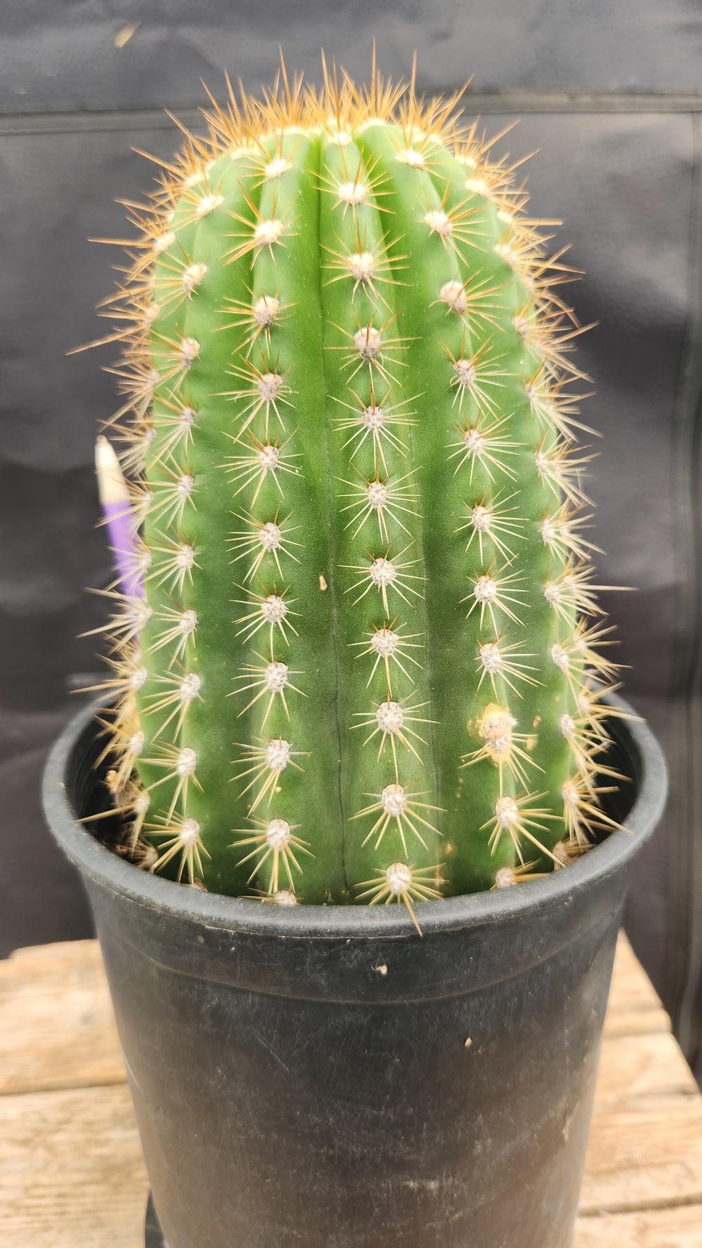 #EC194 EXACT Trichocereus Grandiflorus "Flying Saucer" Ornamental Cactus-Cactus - Large - Exact-The Succulent Source