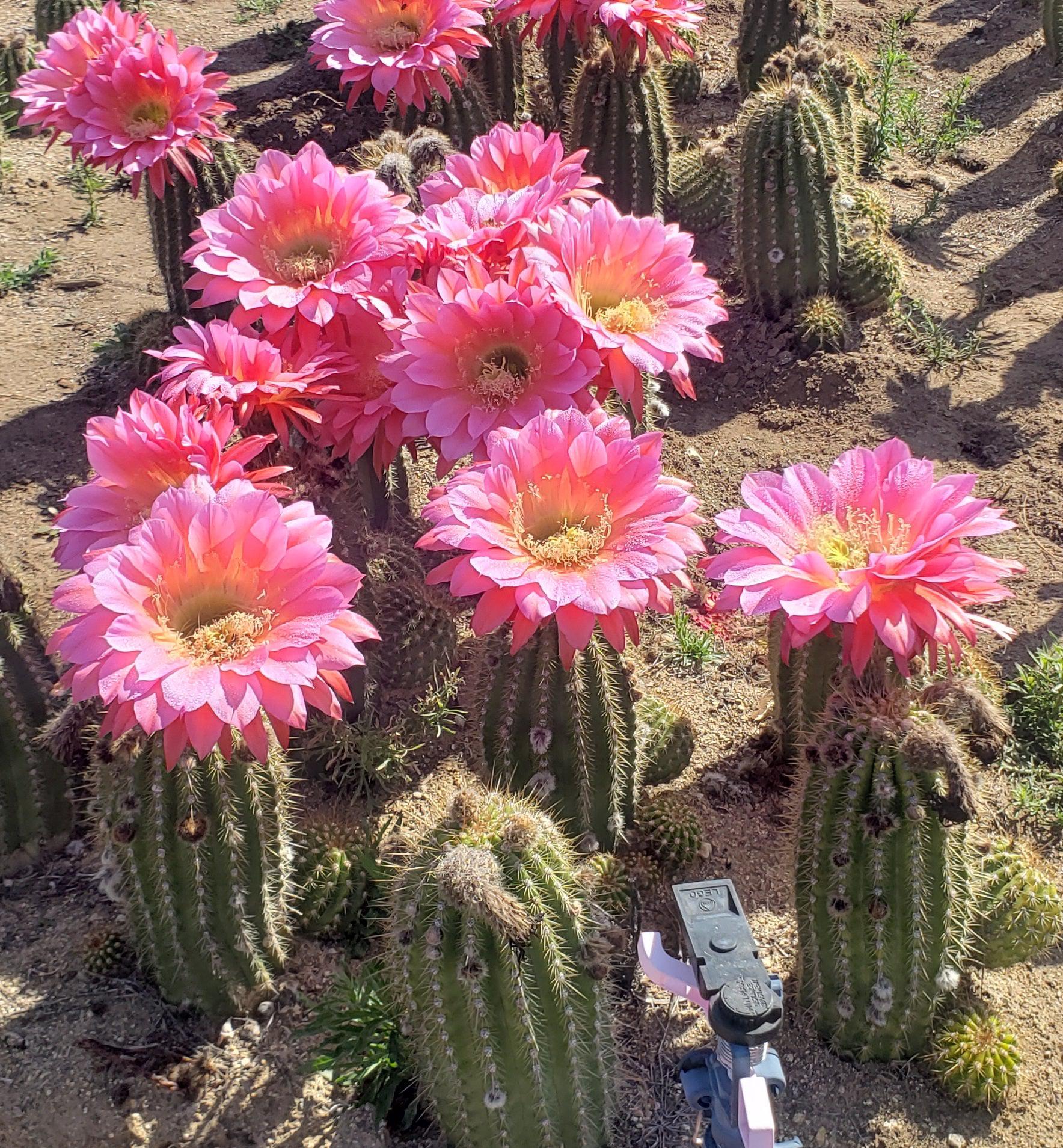 #EC194 EXACT Trichocereus Grandiflorus "Flying Saucer" Ornamental Cactus 12"-Cactus - Large - Exact-The Succulent Source