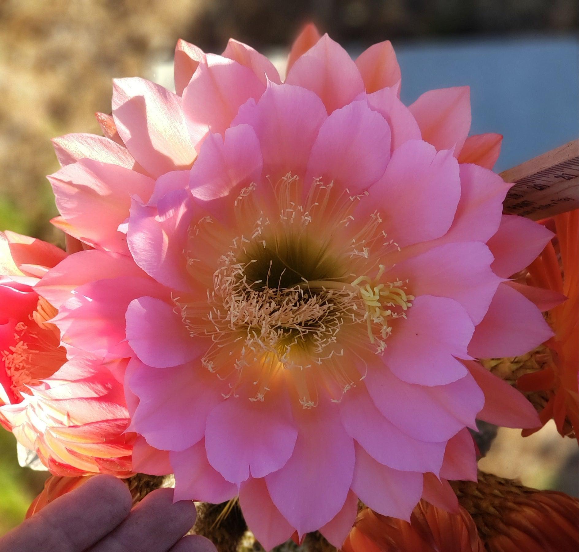 #EC194 EXACT Trichocereus Grandiflorus "Flying Saucer" Ornamental Cactus 12"-Cactus - Large - Exact-The Succulent Source