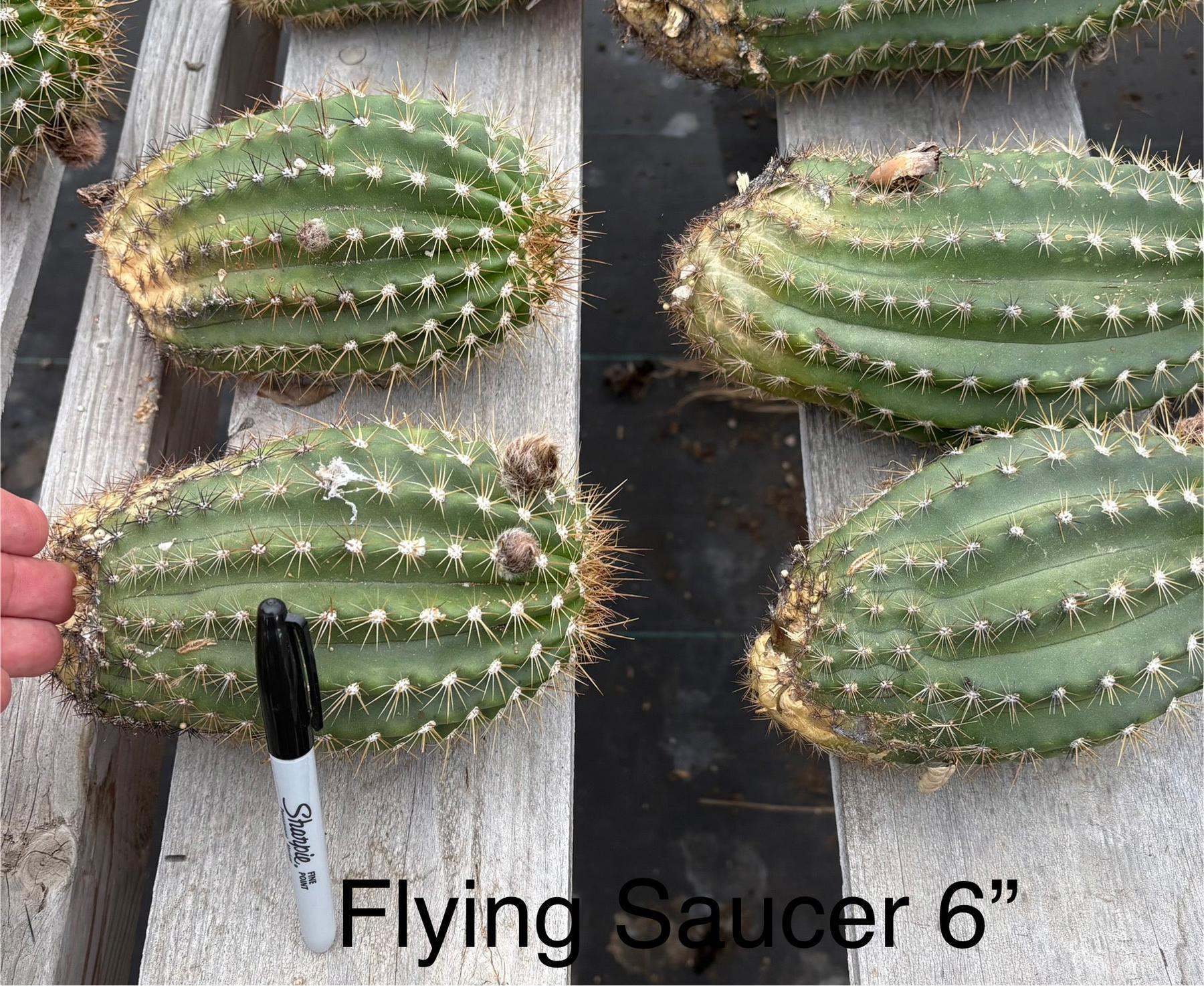 #EC194 EXACT Trichocereus Grandiflorus "Flying Saucer" Ornamental Cactus Cuttings 6-8”-Cactus - Large - Exact-The Succulent Source