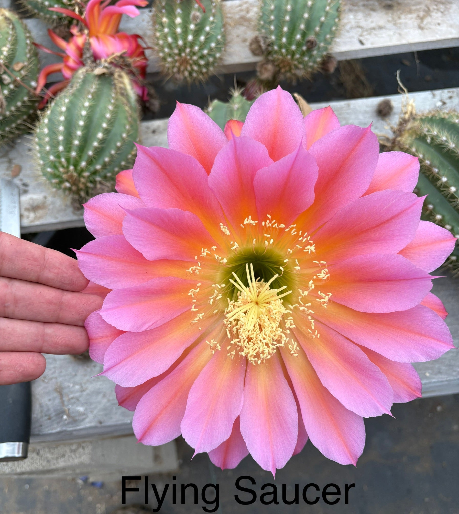 #EC194 EXACT Trichocereus Grandiflorus "Flying Saucer" Ornamental Cactus Cuttings 6-8”-Cactus - Large - Exact-The Succulent Source