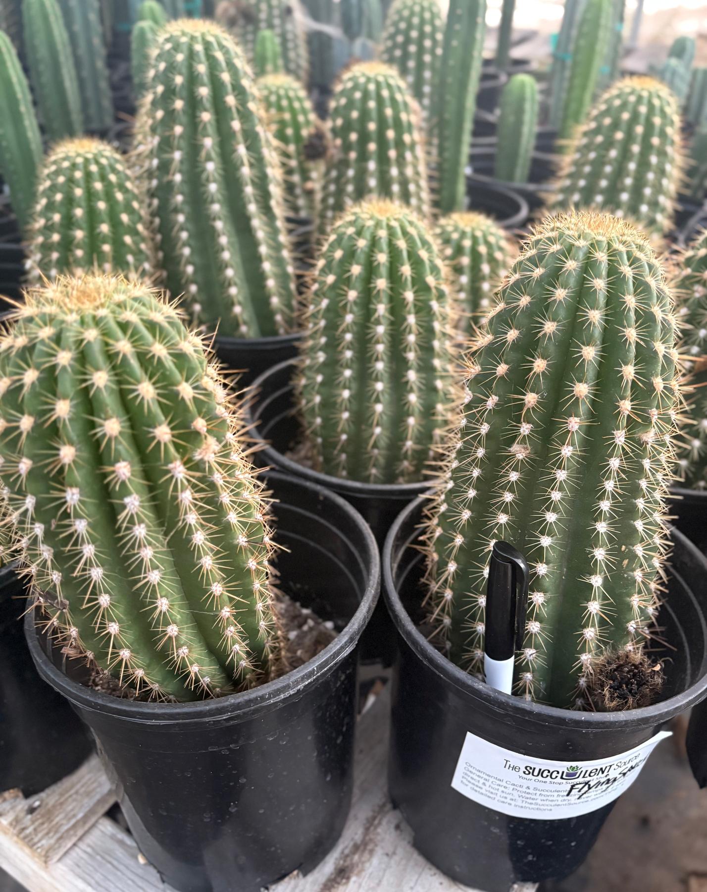#EC194 Trichocereus Grandiflorus "Flying Saucer" Cactus Cuttings & Potted 5-8”-Cactus - Large - Exact-The Succulent Source