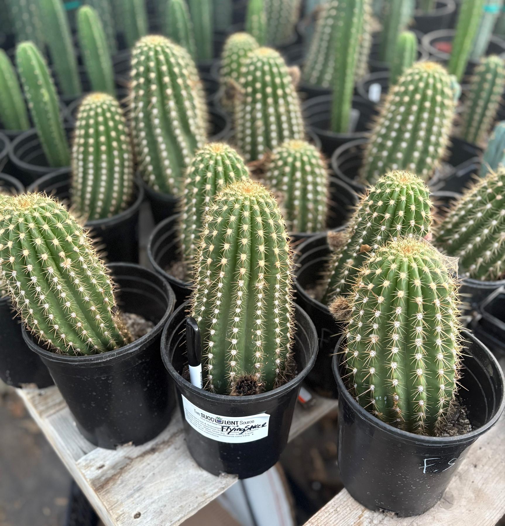 #EC194 Trichocereus Grandiflorus "Flying Saucer" Cactus Cuttings & Potted 5-8”-Cactus - Large - Exact-The Succulent Source