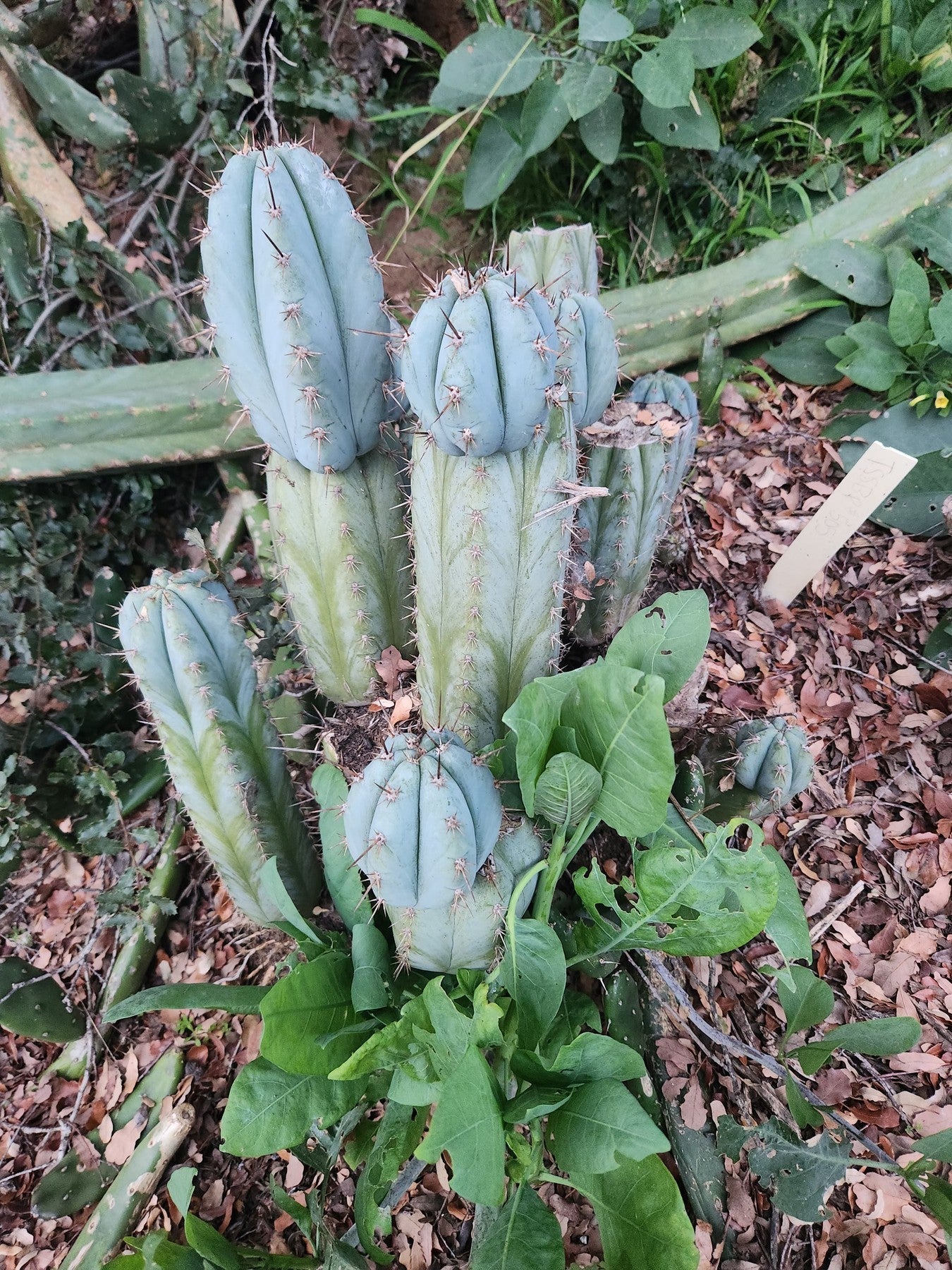 #EC195 EXACT Trichocereus Peruvianus TSS505 Ornamental Cactus Cutting 7-8"-Cactus - Large - Exact-The Succulent Source