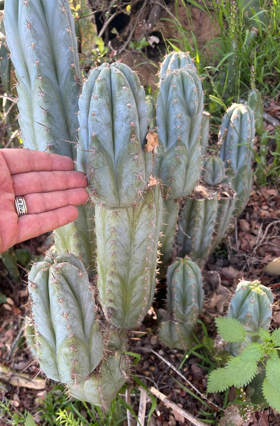 #EC195 Trichocereus Peruvianus TSSBP505 Ornamental Cactus Cutting 7-8"-Cactus - Large - Exact-The Succulent Source