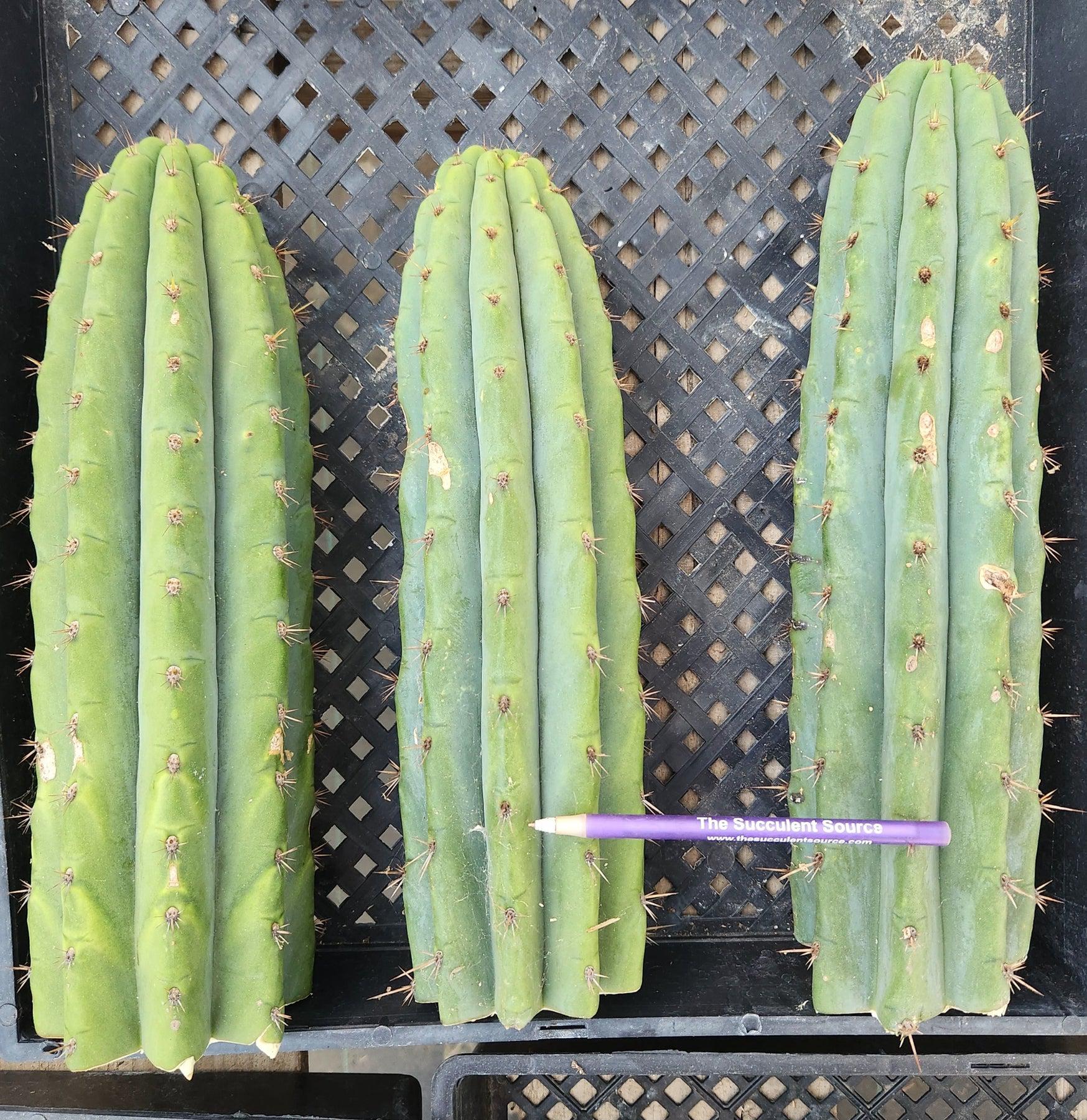 #EC196 EXACT trichocereus Peruvianus "Rancho" Ornamental Cactus Cutting 8-14"-Cactus - Large - Exact-The Succulent Source