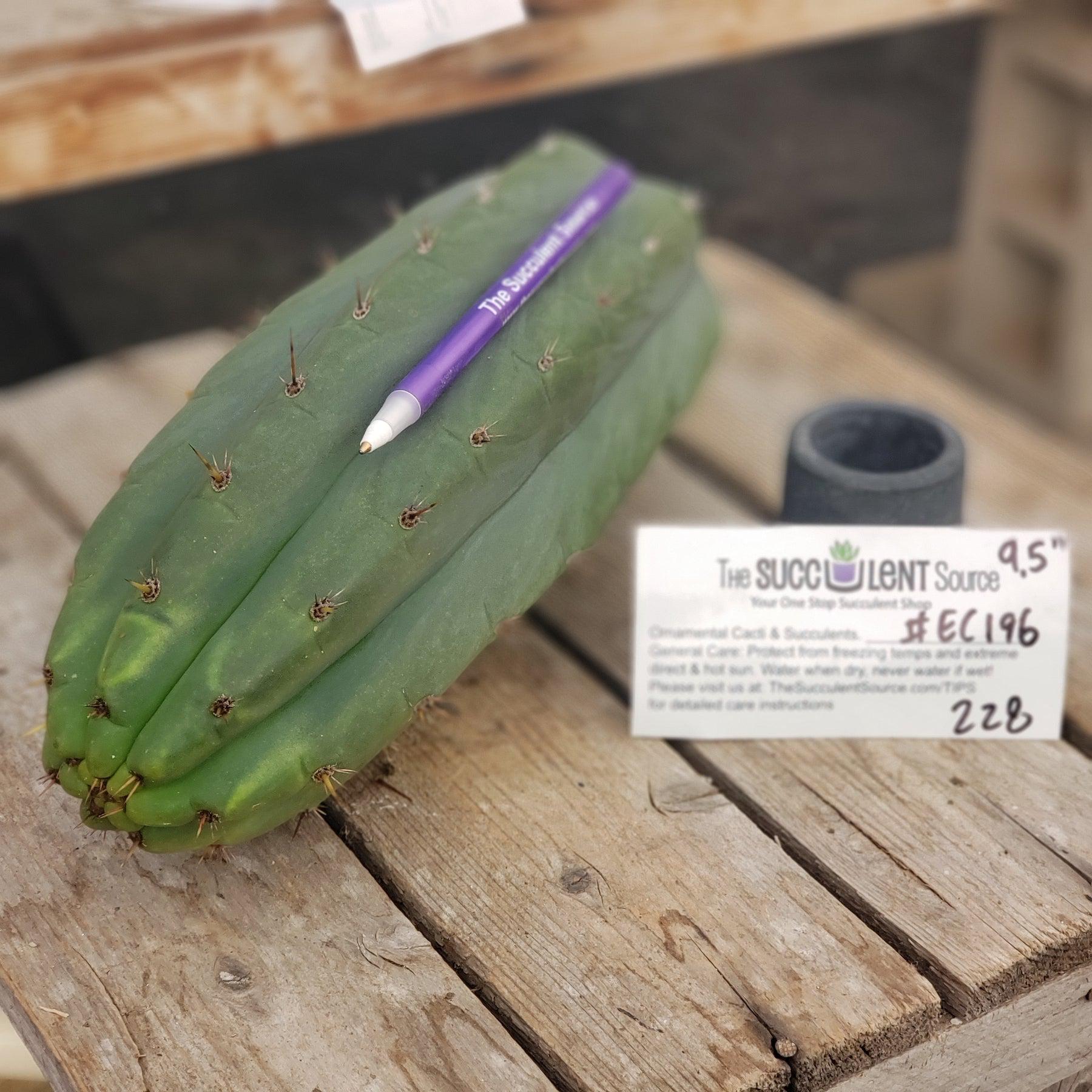 #EC196 EXACT trichocereus Peruvianus "Rancho" Ornamental Cactus Cutting 9.5"-Cactus - Large - Exact-The Succulent Source