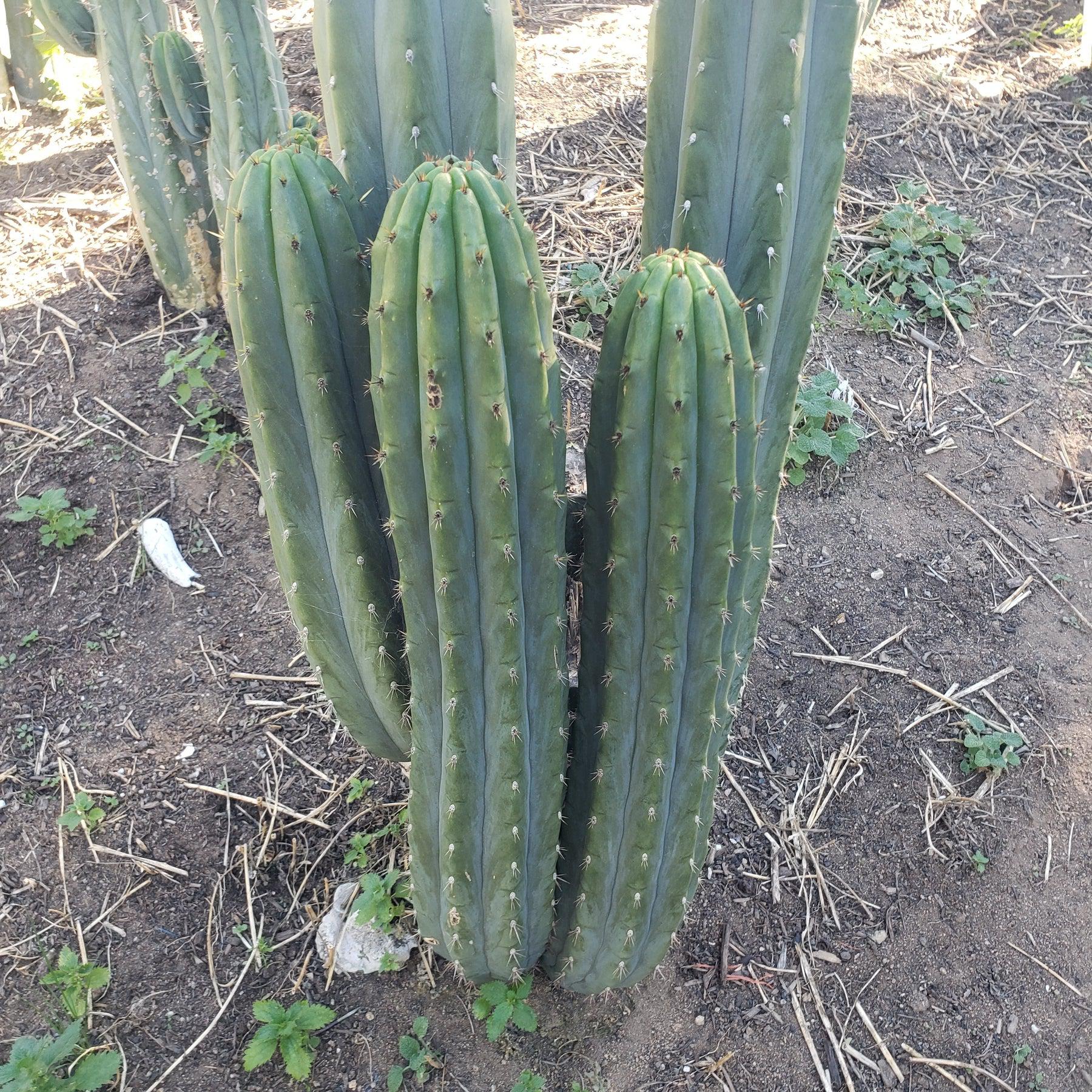 #EC196 EXACT trichocereus Peruvianus "Rancho" Ornamental Cactus 9"-Cactus - Large - Exact-The Succulent Source