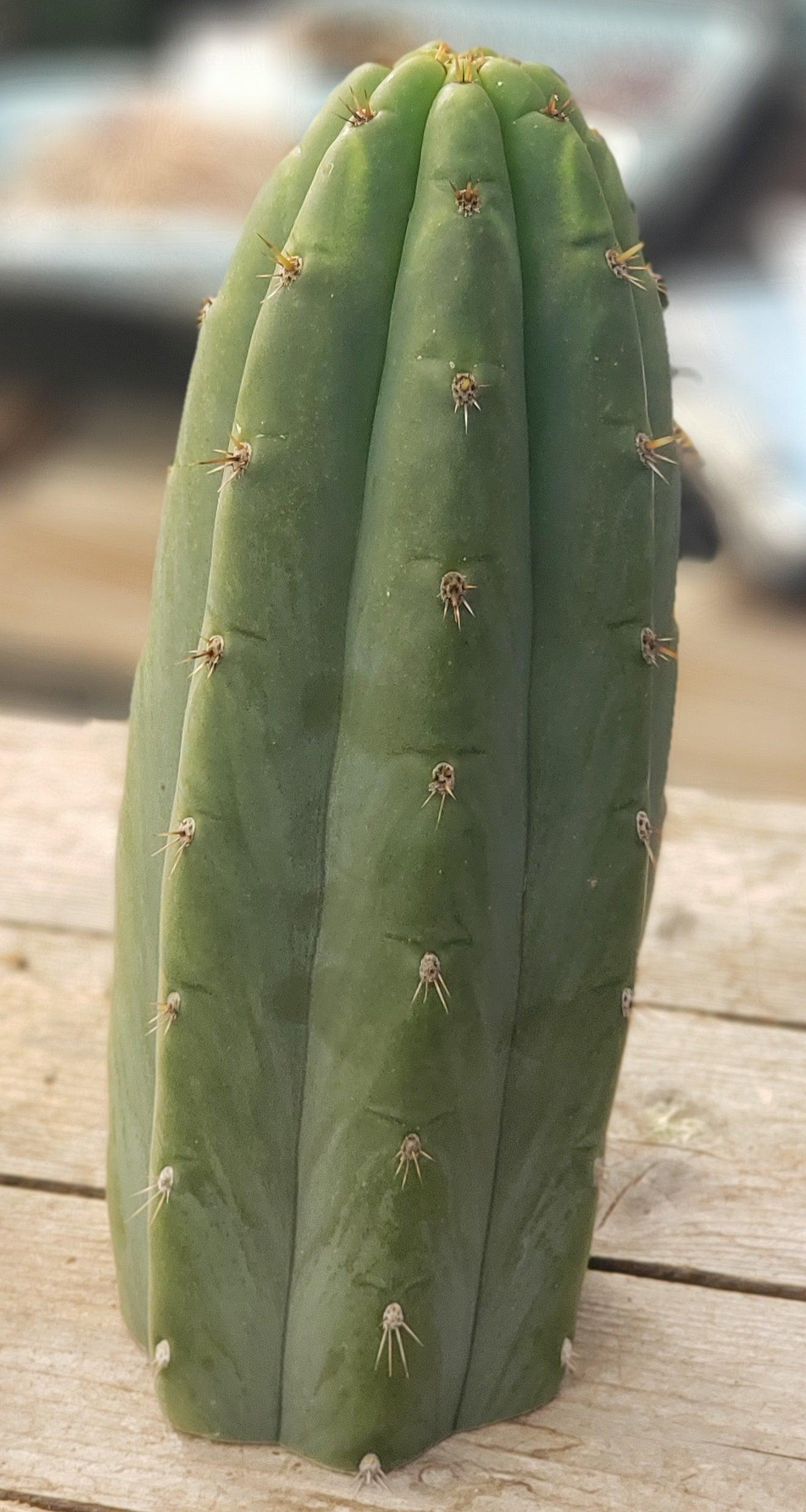 #EC196 EXACT trichocereus Peruvianus "Rancho" Ornamental Cactus Cutting 9.5"-Cactus - Large - Exact-The Succulent Source