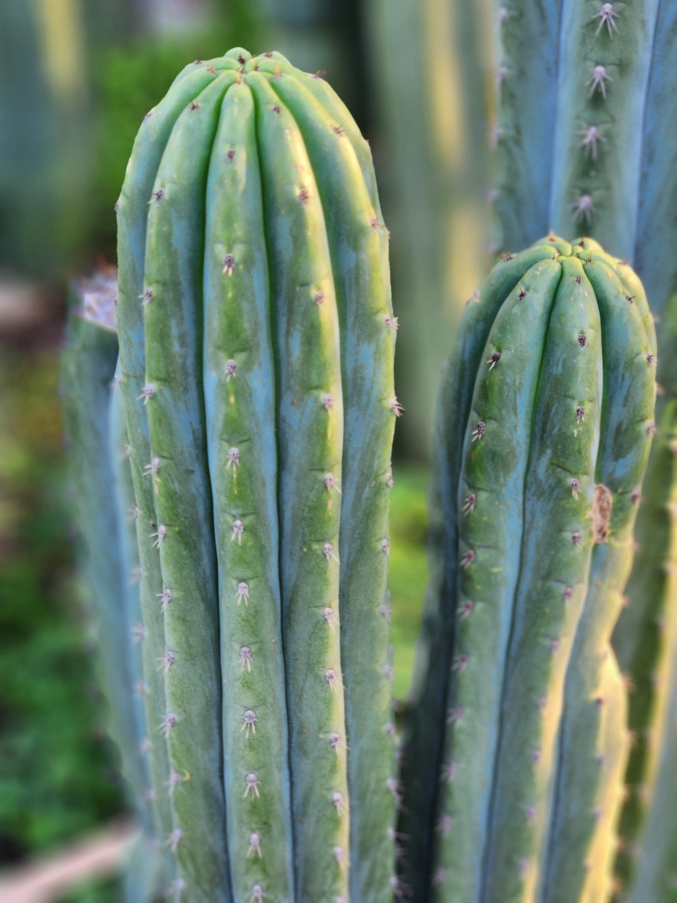 san pedro cactus new mexico #EC196 EXACT Trichocereus Peruvianus Rancho Ornamental Cactus Cuttings and Potted Trichocereus Peruvianus Rancho 12-14" Cutting