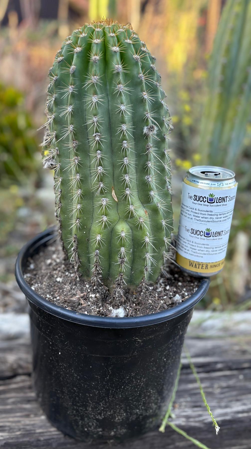 #EC197 EXACT Giant Trichocereus Grandiflorus Hybrid Flying Saucer Potted Cactus-Cactus - Large - Exact-The Succulent Source