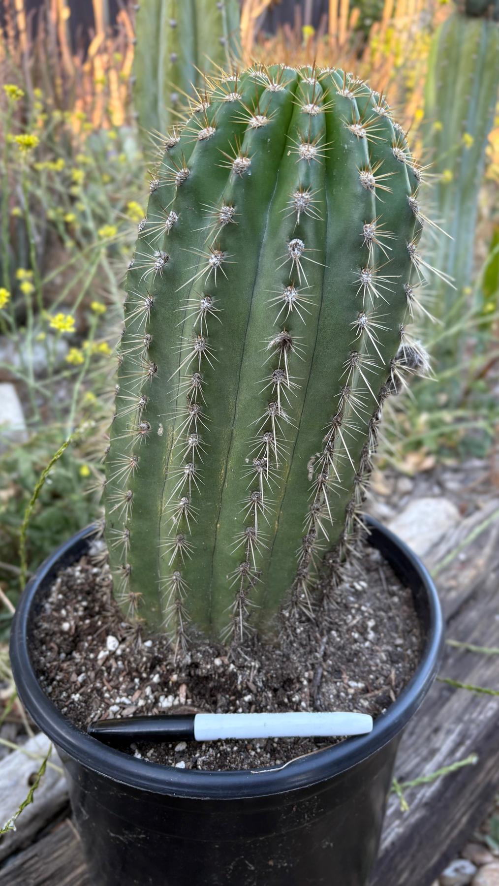 #EC197 EXACT Giant Trichocereus Grandiflorus Hybrid Flying Saucer Potted Cactus-Cactus - Large - Exact-The Succulent Source