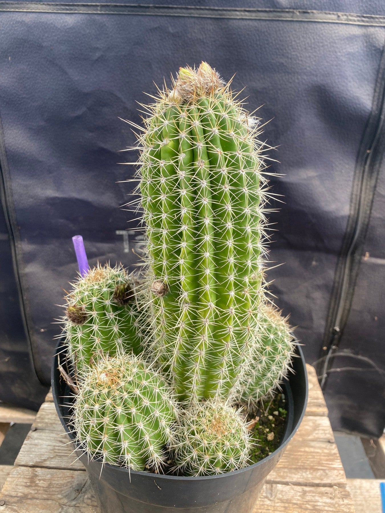 #EC197 EXACT Trichocereus Grandiflorus Hybrid Ornamental Cactus-Cactus - Large - Exact-The Succulent Source