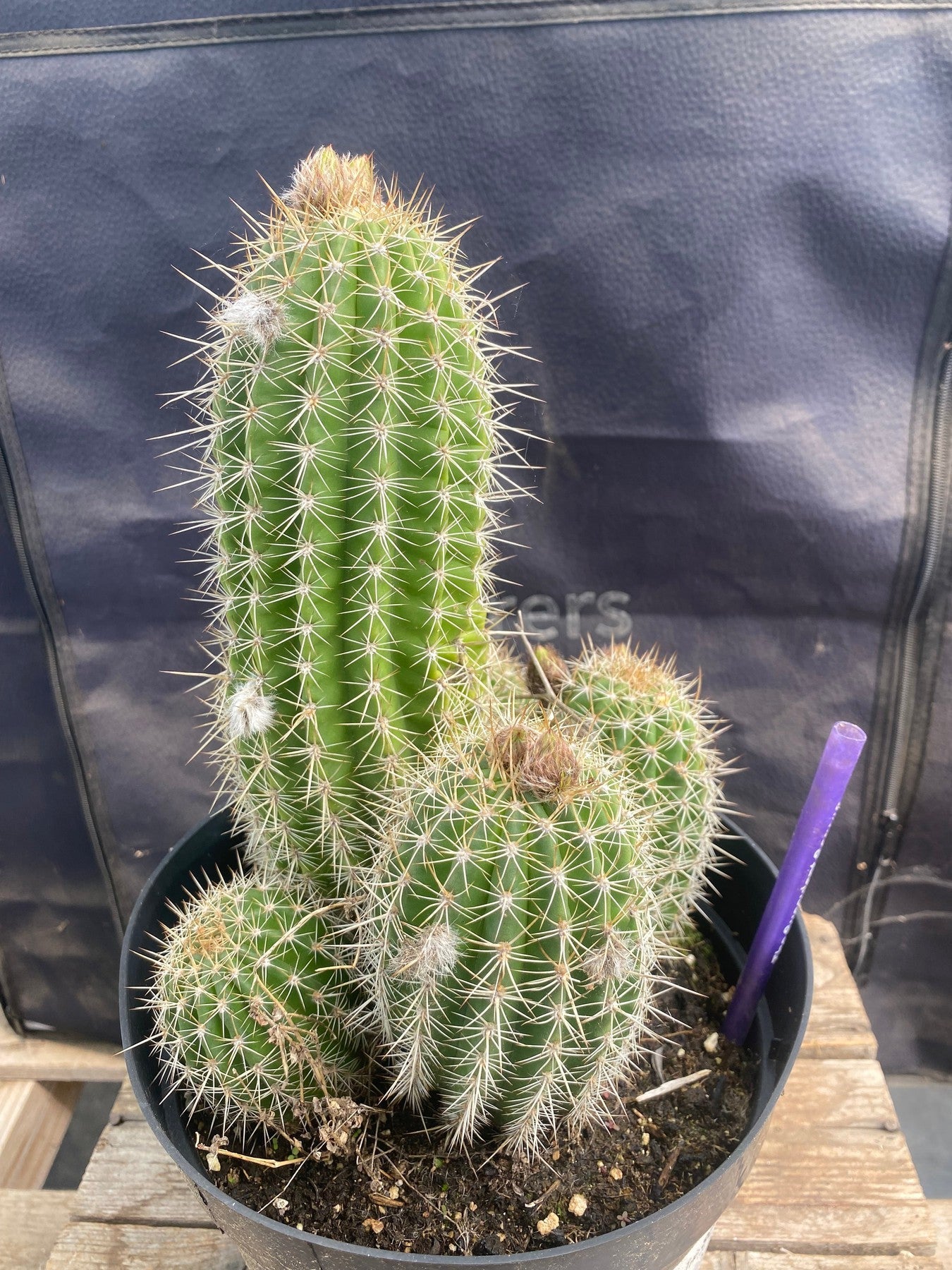 #EC197 EXACT Trichocereus Grandiflorus Hybrid Ornamental Cactus-Cactus - Large - Exact-The Succulent Source