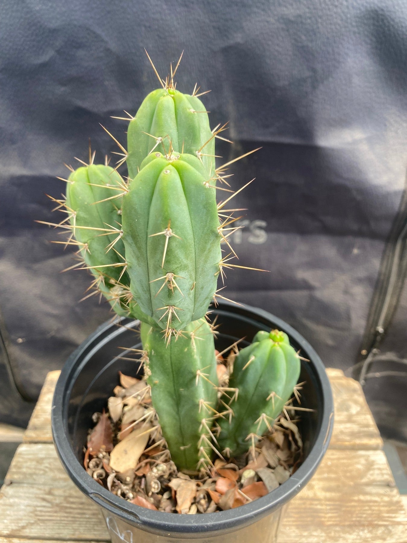 #EC199 EXACT Trichocereus Cactus Specimen 8.5"-Cactus - Large - Exact-The Succulent Source