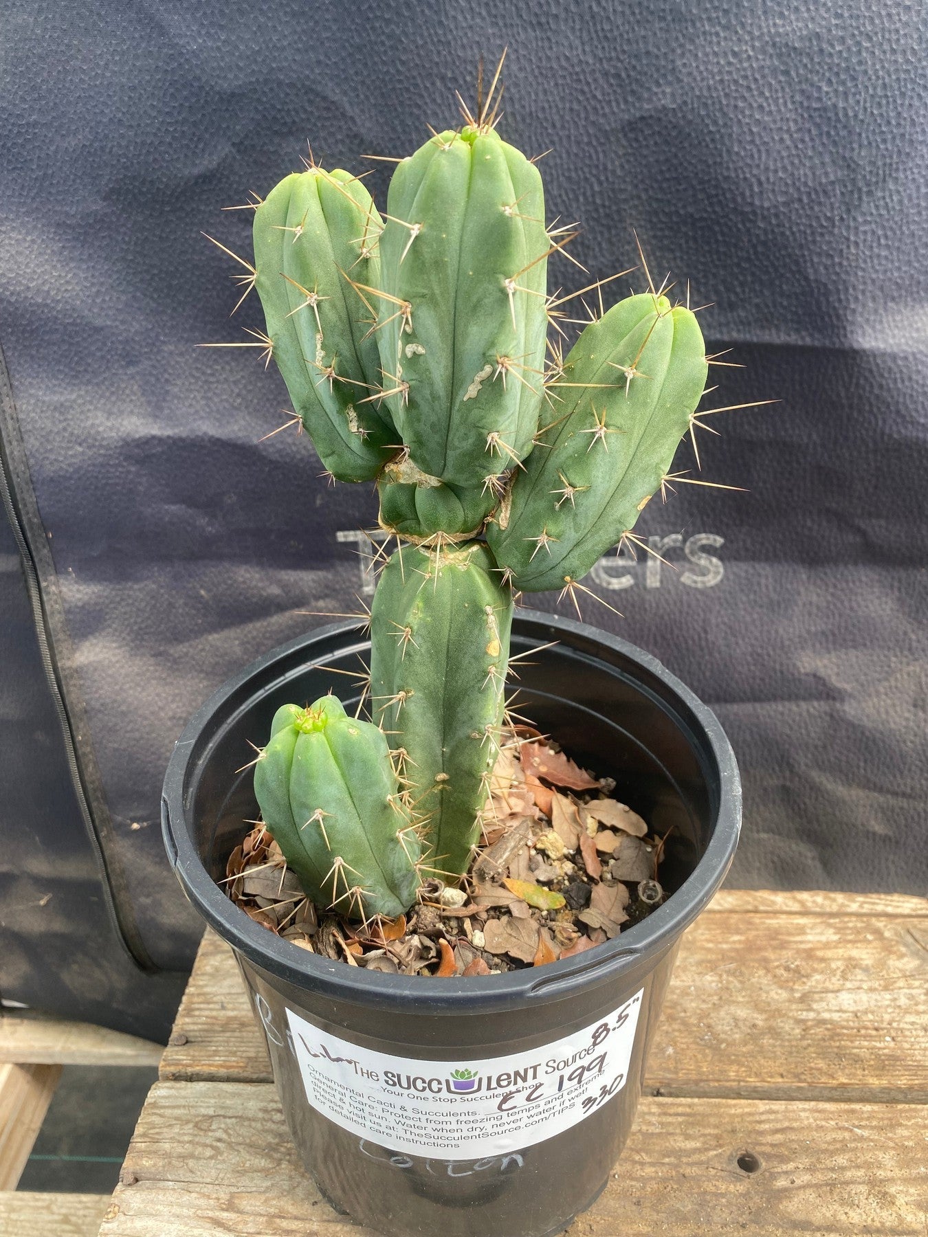 #EC199 EXACT Trichocereus Cactus Specimen 8.5"-Cactus - Large - Exact-The Succulent Source