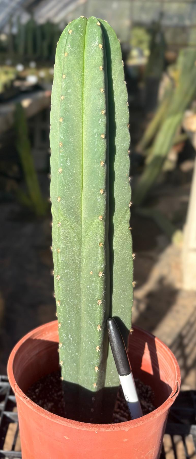 #EC199 EXACT Trichocereus Scopulicola Hulk X Scop Woolunda Cactus 15”-Cactus - Large - Exact-The Succulent Source