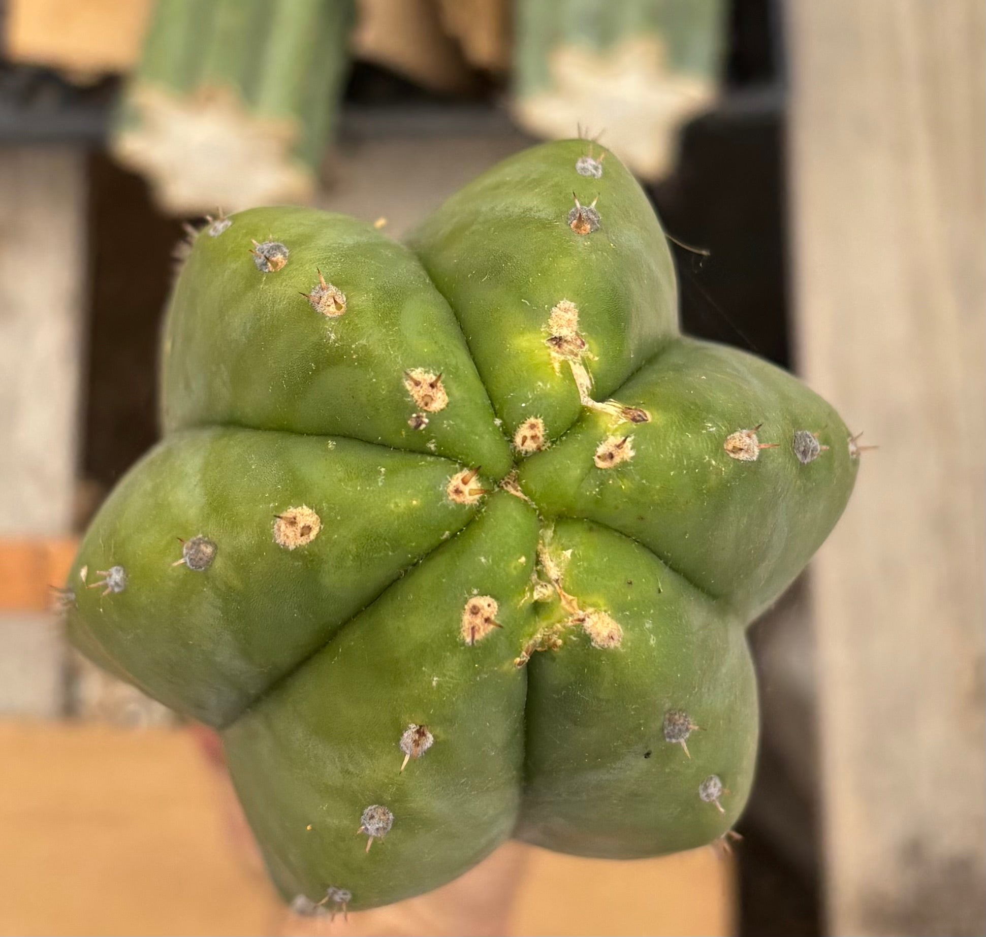 #EC199 EXACT Trichocereus Scopulicola X Pachanoi Oscar Cactus Cutting 14.5”-Cactus - Large - Exact-The Succulent Source