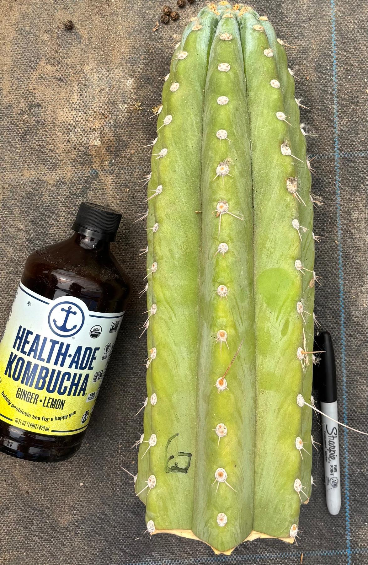 #EC20 EXACT TLC Special Trichocereus Peruvianus TSSBP Blue Peru Cactus Cuttings-Cactus - Large - Exact-The Succulent Source