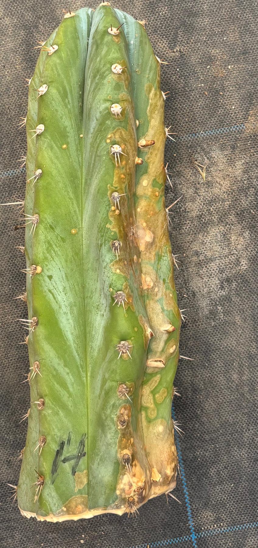 #EC20 EXACT TLC Special Trichocereus Peruvianus TSSBP Blue Peru Cactus Cuttings-Cactus - Large - Exact-The Succulent Source