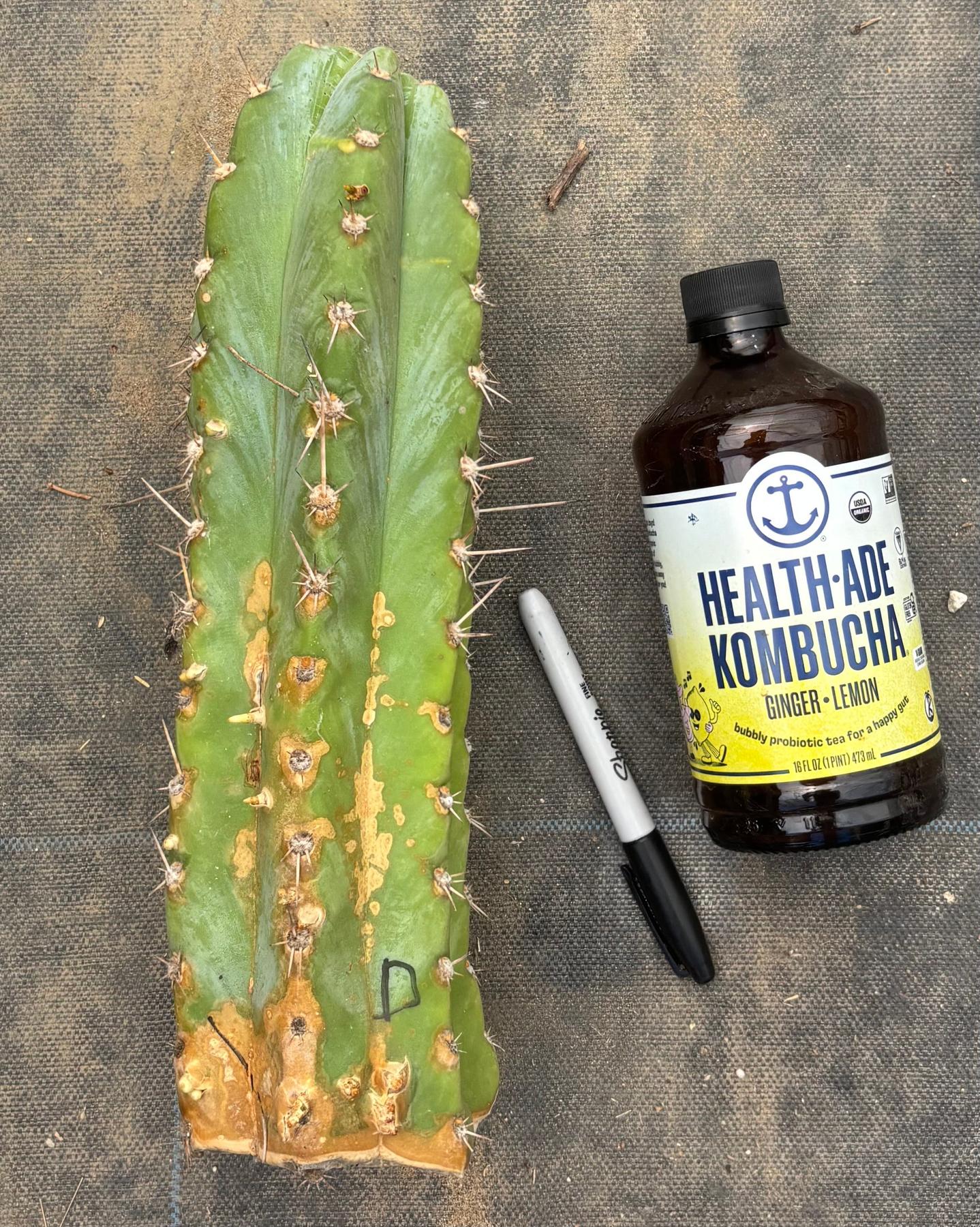 #EC20 EXACT TLC Special Trichocereus Peruvianus TSSBP Blue Peru Cactus Cuttings-Cactus - Large - Exact-The Succulent Source