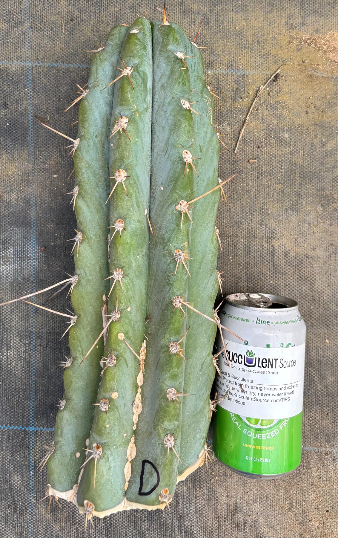 #EC20 EXACT Trichocereus Peruvianus TSSBP Blue Peru Cactus Cutting 12"-Cactus - Large - Exact-The Succulent Source