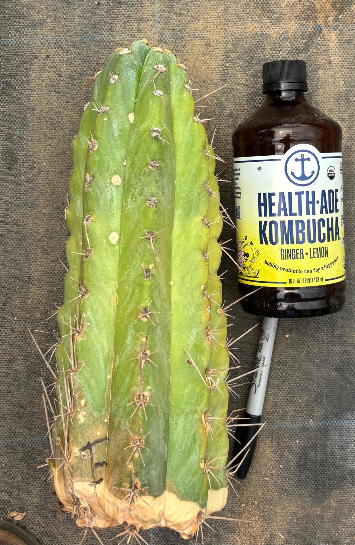 #EC20 EXACT TLC Special Trichocereus Peruvianus TSSBP Blue Peru Cactus Cuttings-Cactus - Large - Exact-The Succulent Source