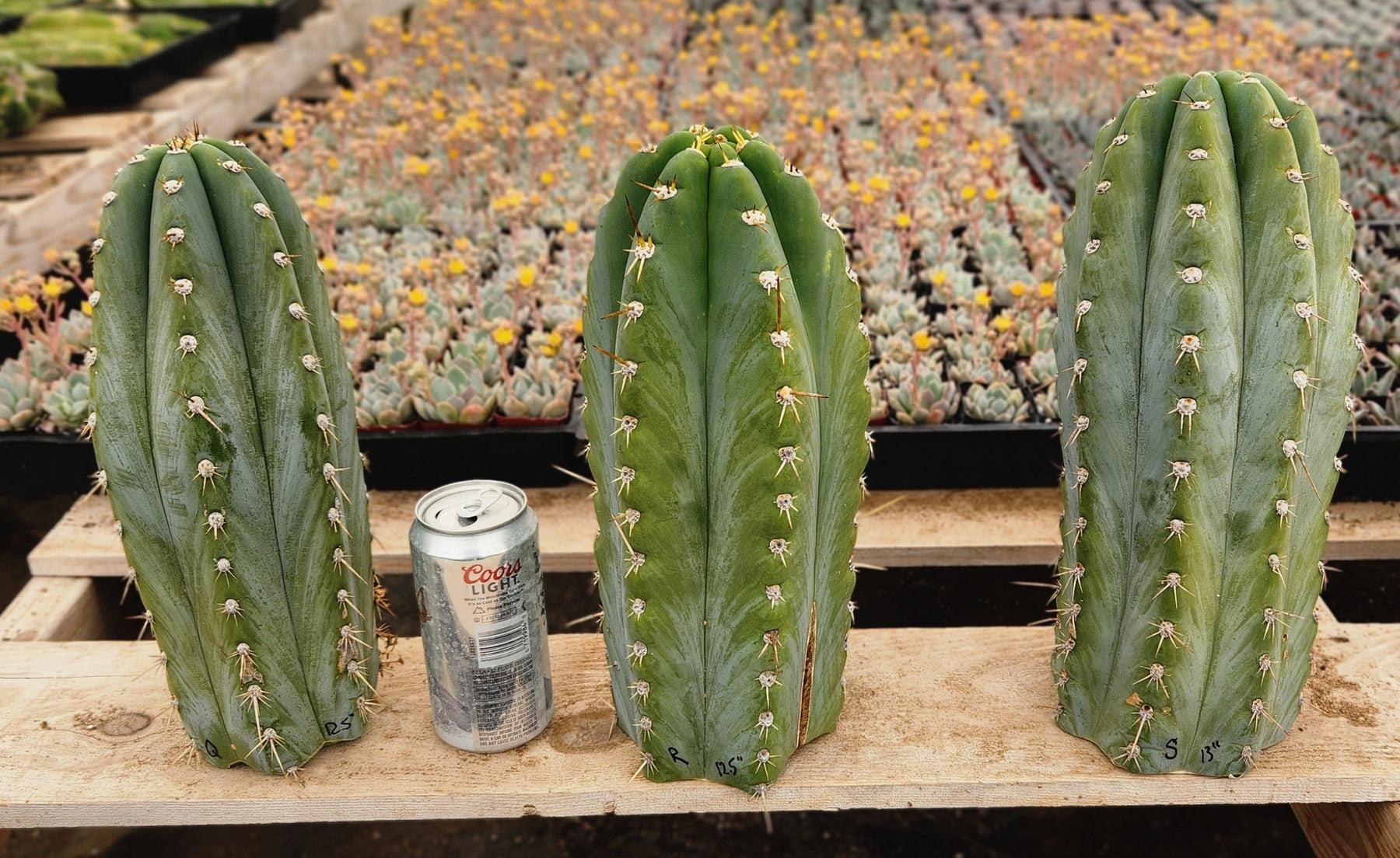 #EC20 EXACT Trichocereus Peruvianus TSS Blue Peru Cactus Cutting 12"-Cactus - Large - Exact-The Succulent Source