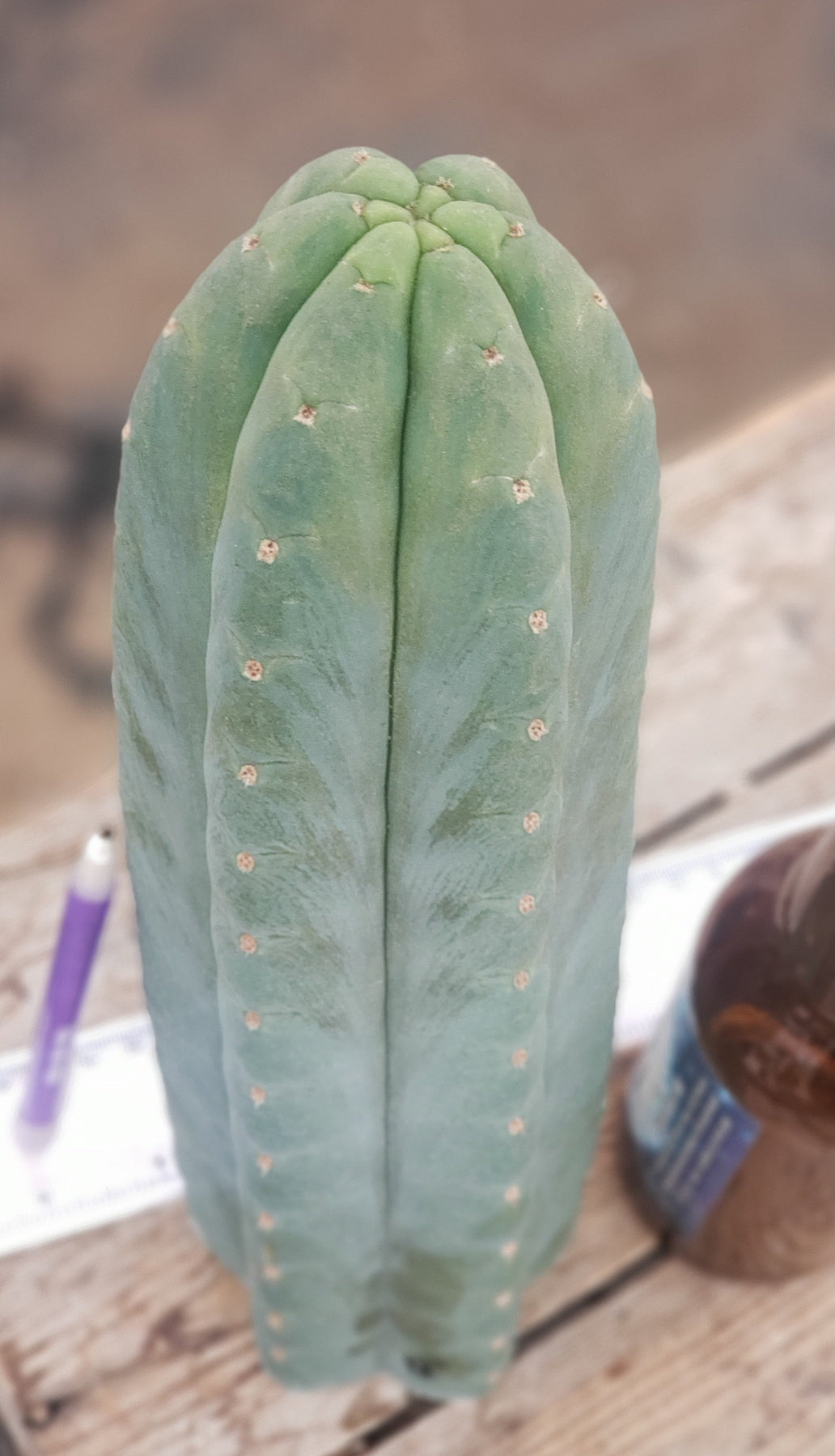 #EC200 EXACT Trichocereus Pachanoi Cactus cutting 12"-Cactus - Large - Exact-The Succulent Source