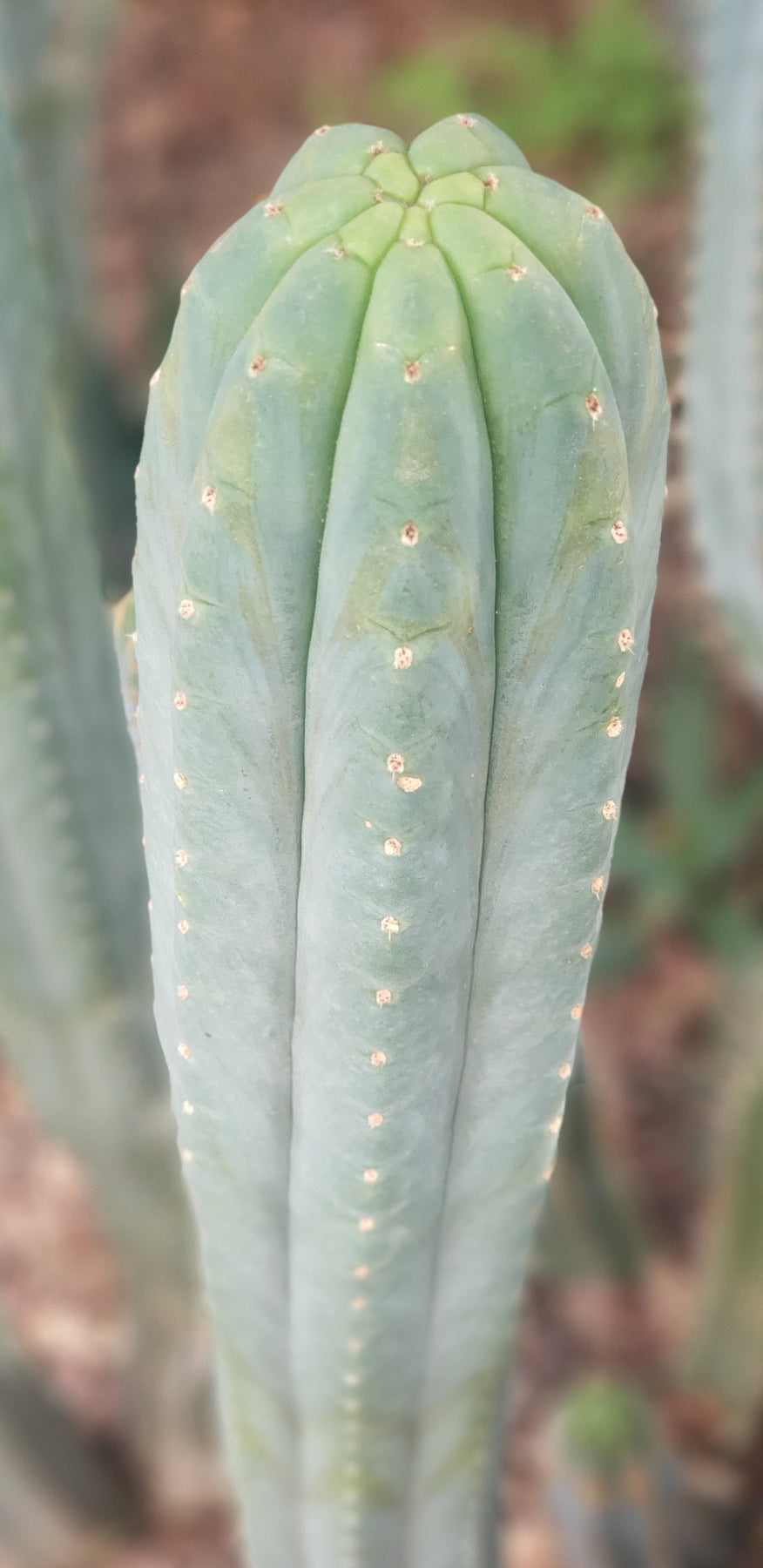 #EC200 EXACT Trichocereus Pachanoi Cactus cutting 12"-Cactus - Large - Exact-The Succulent Source