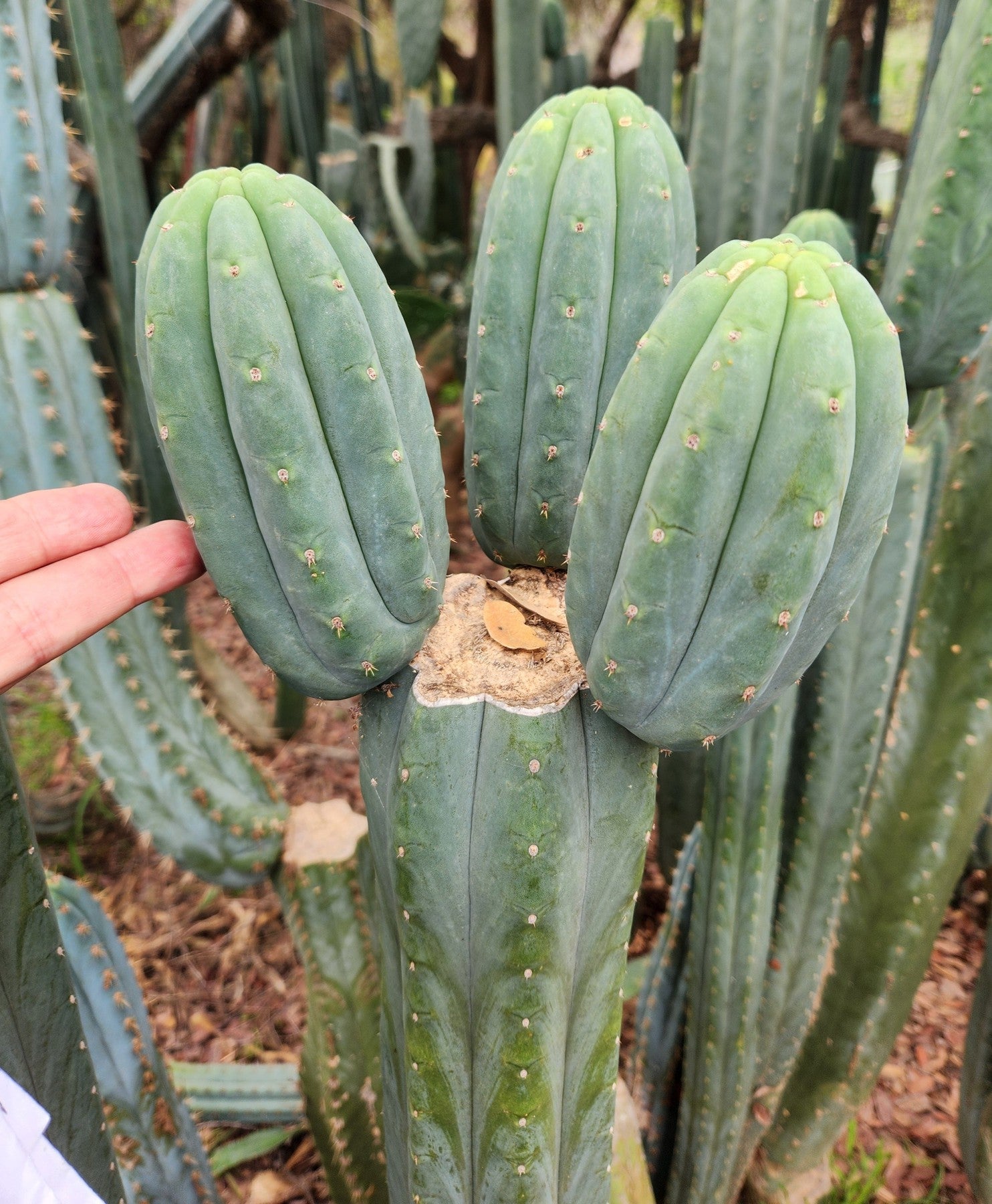 #EC200 EXACT Trichocereus Pachanoi BGH Cactus cutting-Cactus - Large - Exact-The Succulent Source