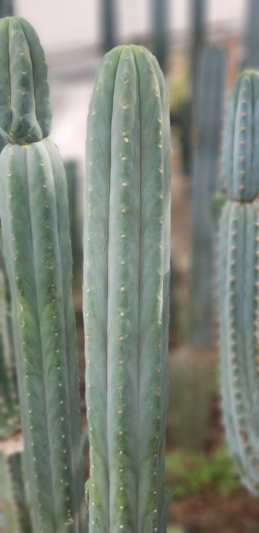 #EC200 EXACT Trichocereus Pachanoi Cactus cutting 12"-Cactus - Large - Exact-The Succulent Source