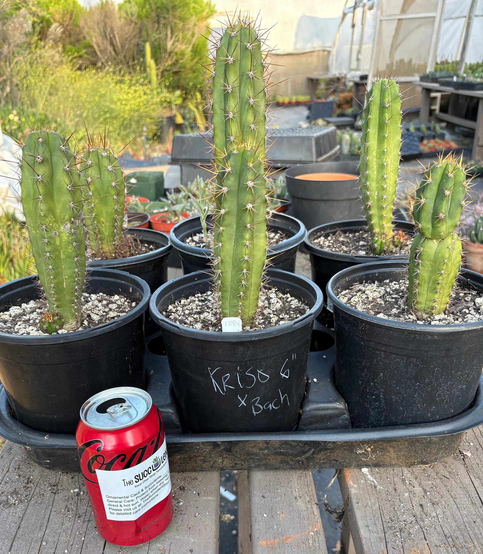 #EC201 EXACT Trichocereus Hybrid Pachanoi Kriso X Pachanoi Bach Cactus 6" potted-Cactus - Large - Exact-The Succulent Source