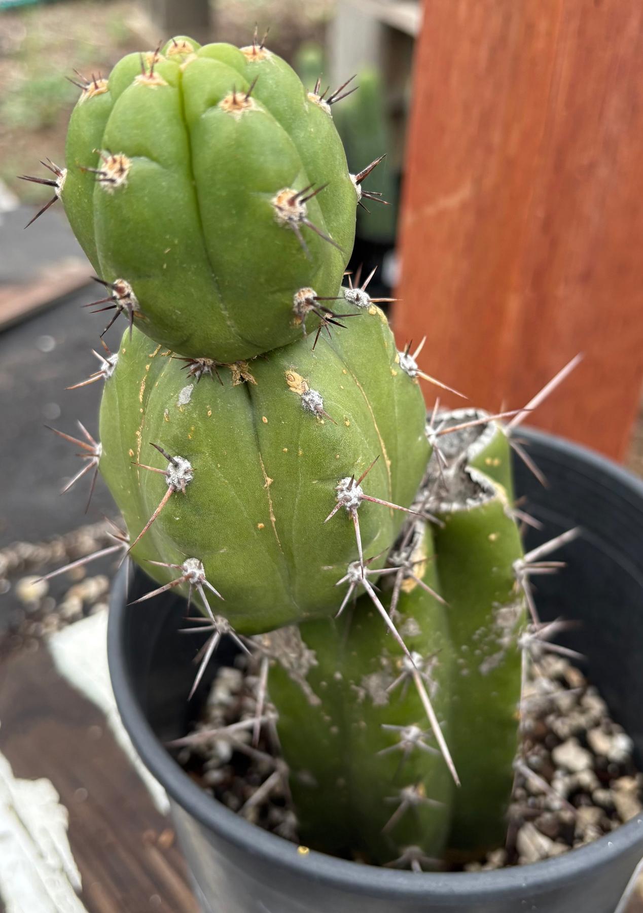 #EC203 EXACT Trichocereus Pachanoi Intipamba OP from Chavin Cactus 9”-Cactus - Large - Exact-The Succulent Source