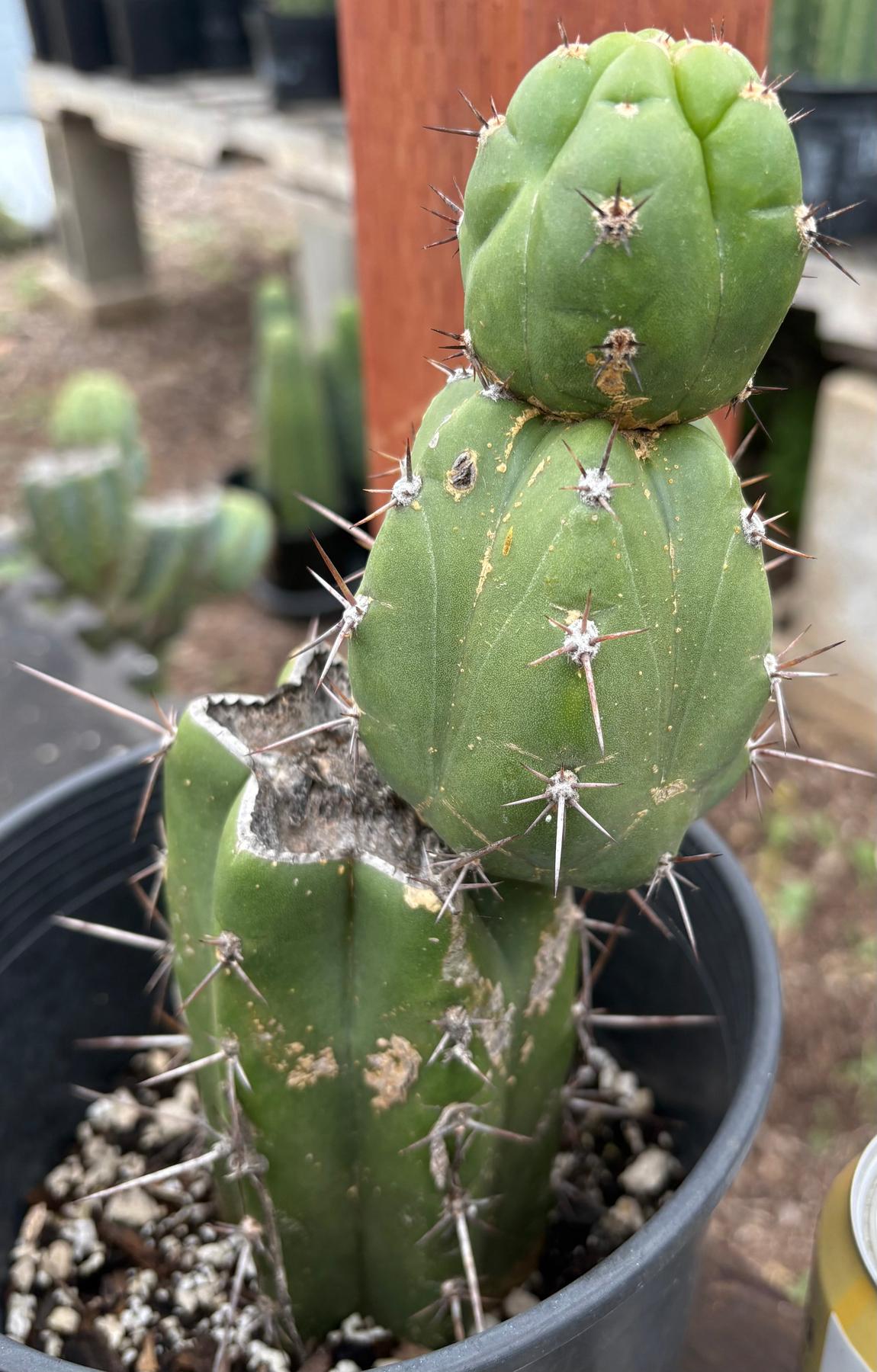 #EC203 EXACT Trichocereus Pachanoi Intipamba OP from Chavin Cactus 9”-Cactus - Large - Exact-The Succulent Source