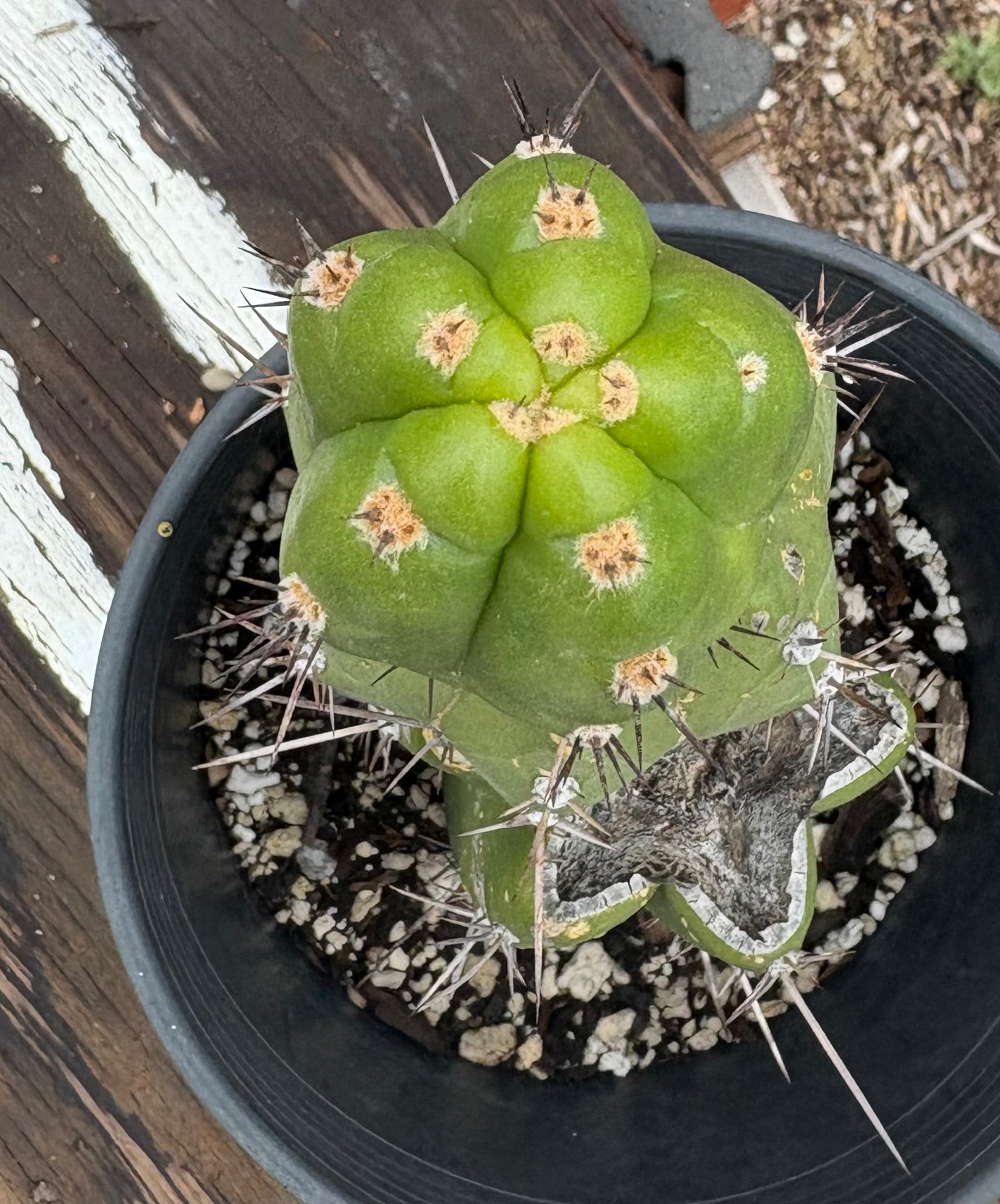 #EC203 EXACT Trichocereus Pachanoi Intipamba OP from Chavin Cactus 9”-Cactus - Large - Exact-The Succulent Source
