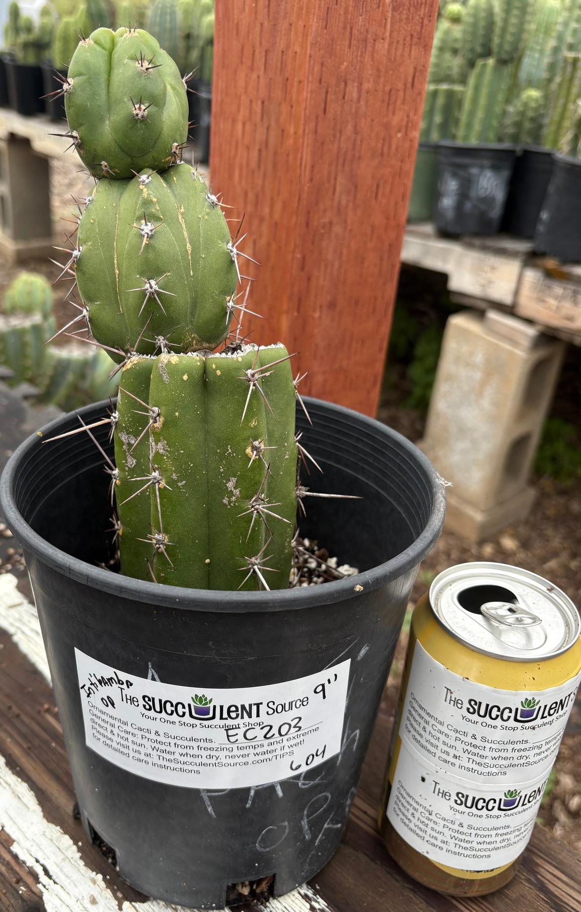 #EC203 EXACT Trichocereus Pachanoi Intipamba OP from Chavin Cactus 9”-Cactus - Large - Exact-The Succulent Source