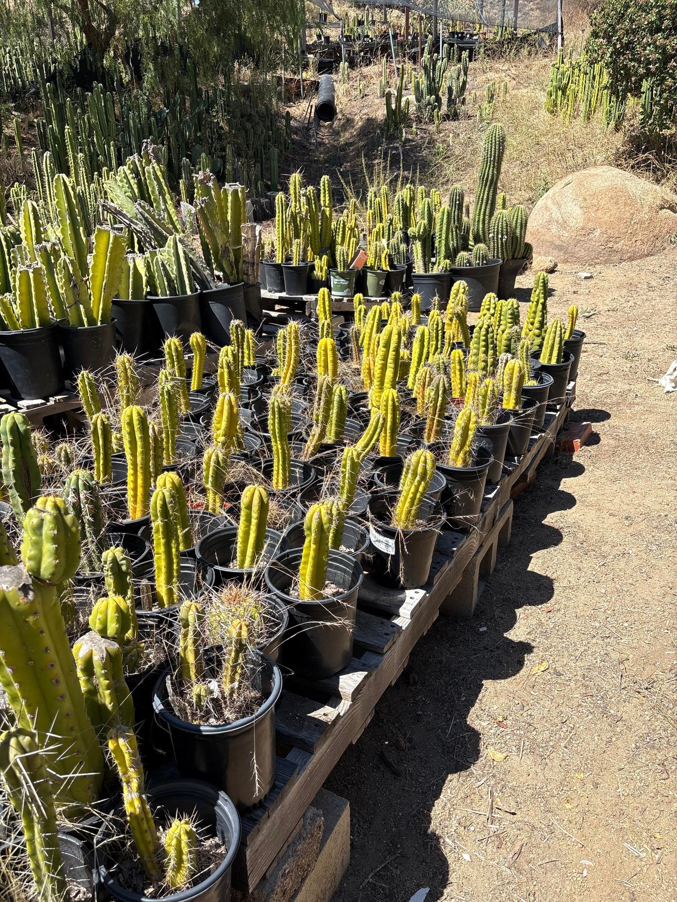#EC203 EXACT Trichocereus Bargain 5 Potted Hybrid Special-Cactus - Large - Exact-The Succulent Source