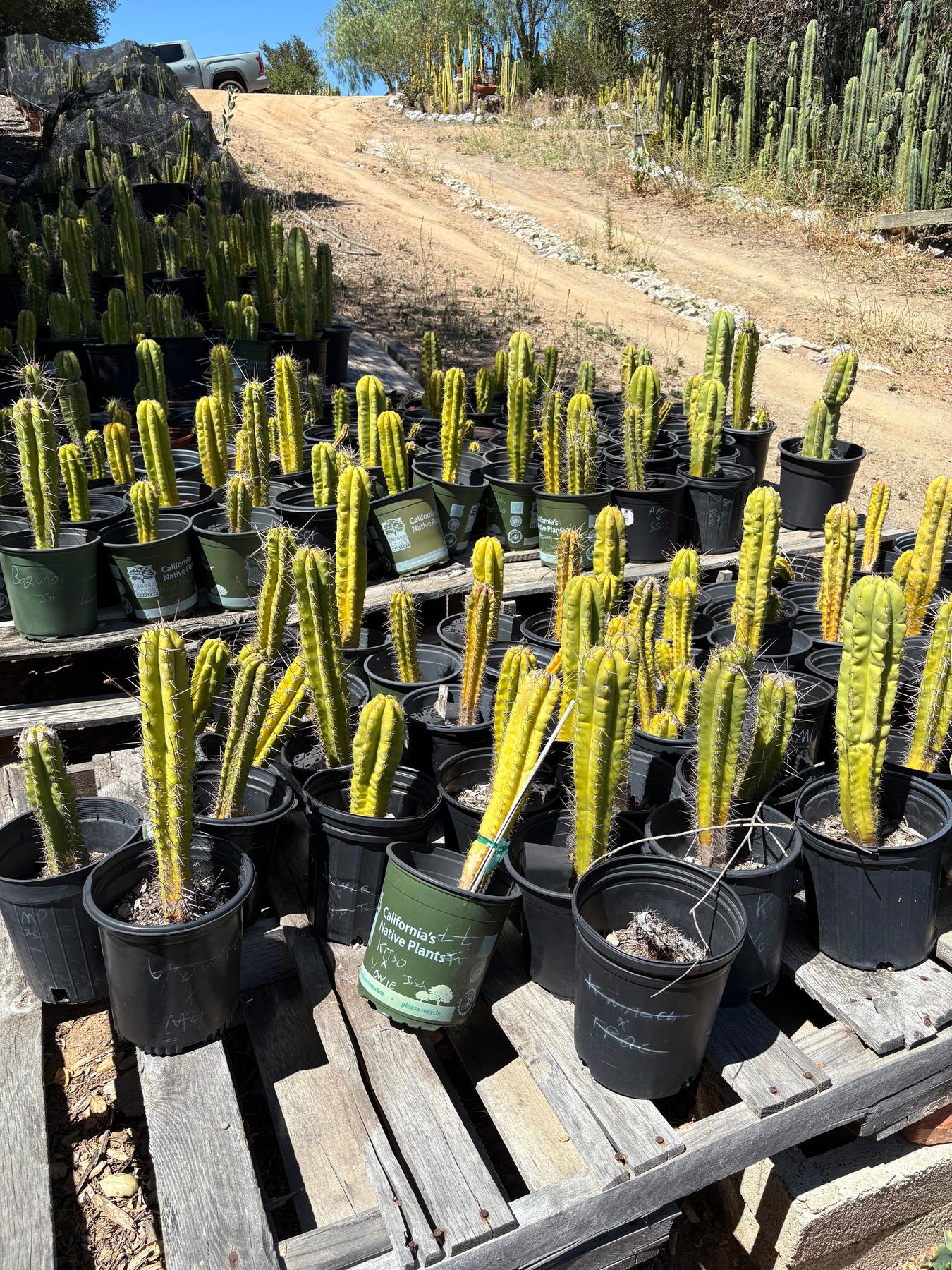 #EC203 EXACT Trichocereus Bargain 5 Potted Hybrid Special-Cactus - Large - Exact-The Succulent Source