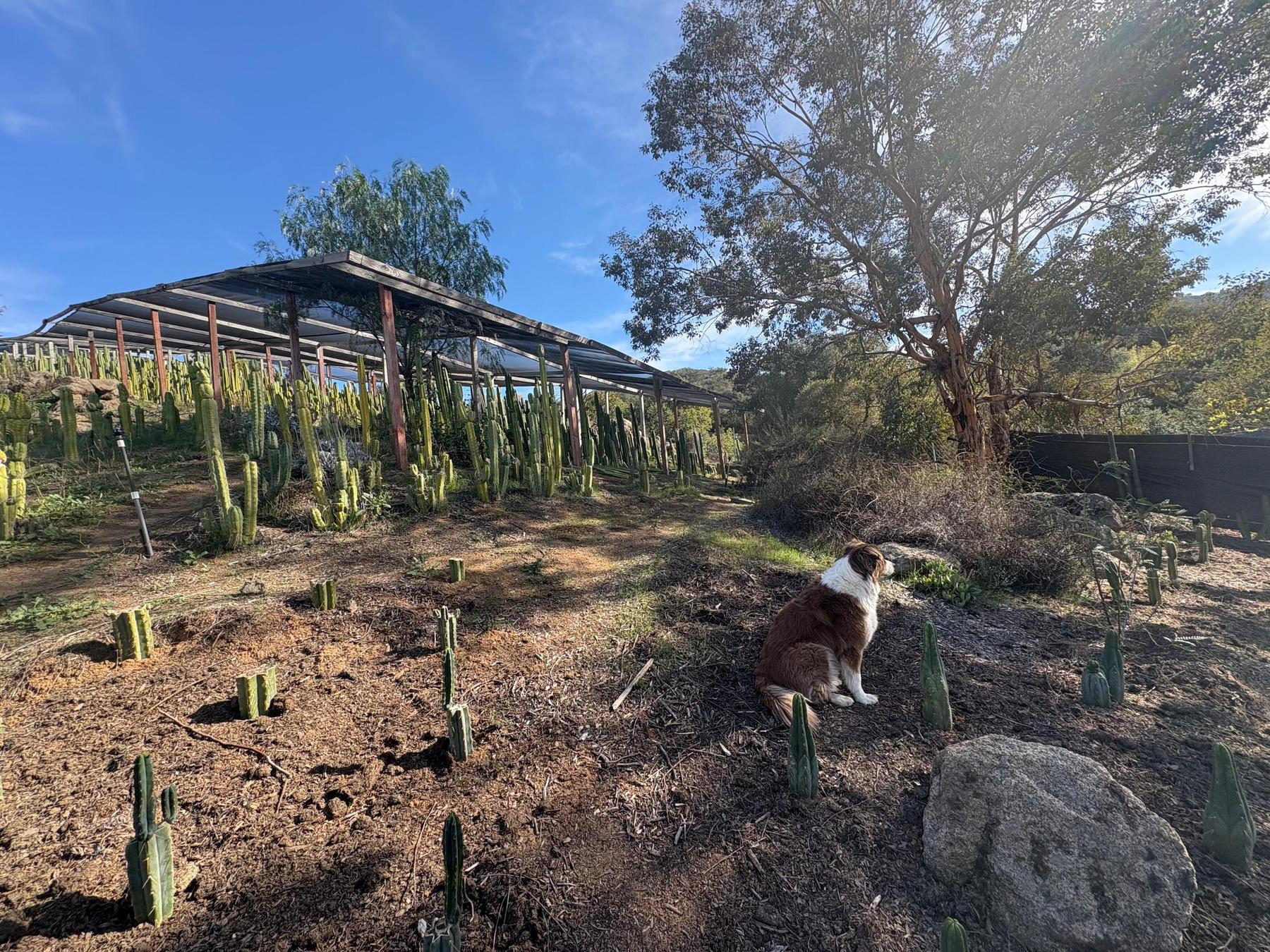 #EC204 EXACT Trichocereus Bridgesii Psychonaut aka Psycho Cactus Cutting 6”-Cactus - Large - Exact-The Succulent Source