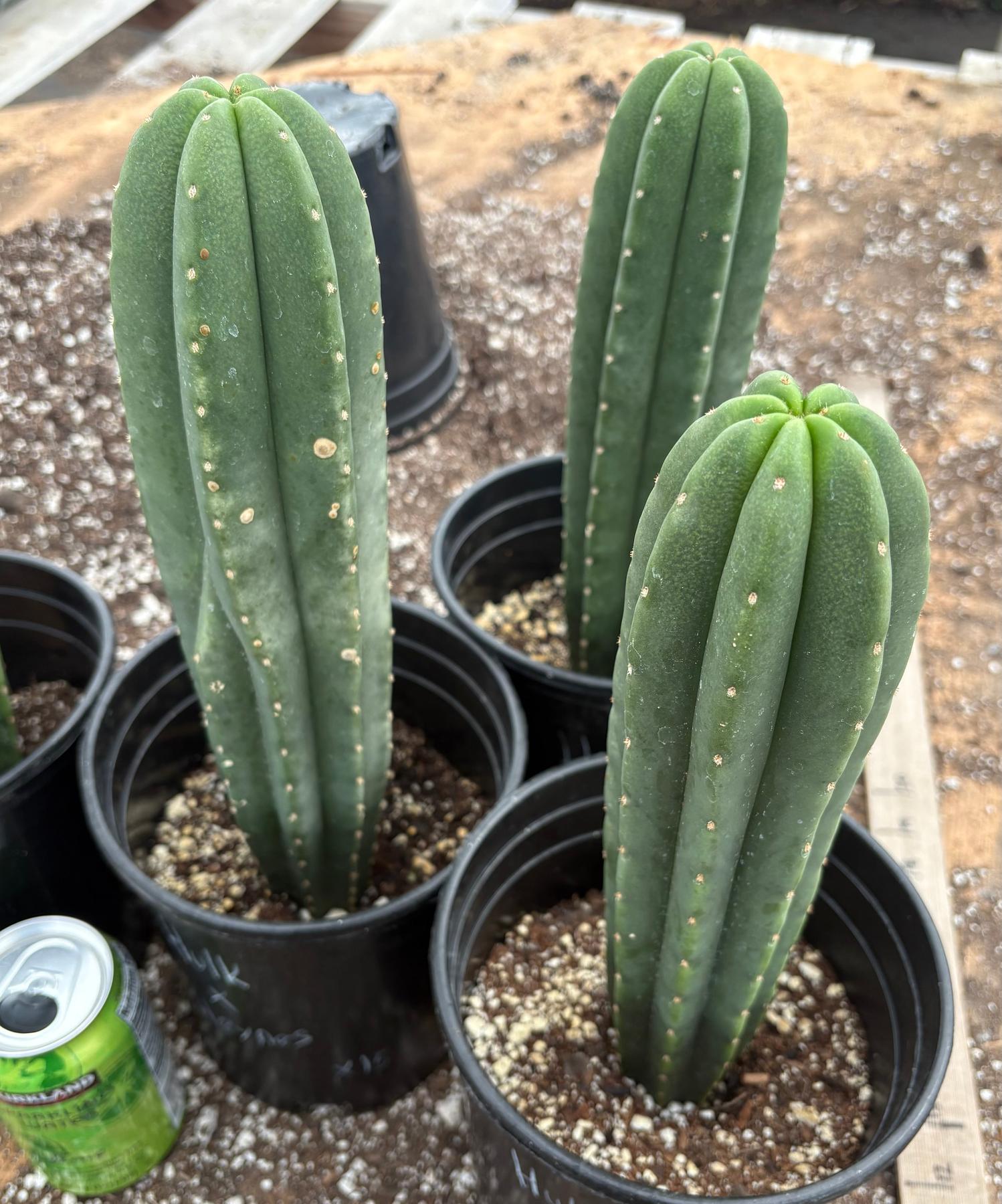 #EC205 EXACT Trichocereus Hybrid Scopulicola Hulk X Scop Heynes Cactus 9-12” potted-Cactus - Large - Exact-The Succulent Source
